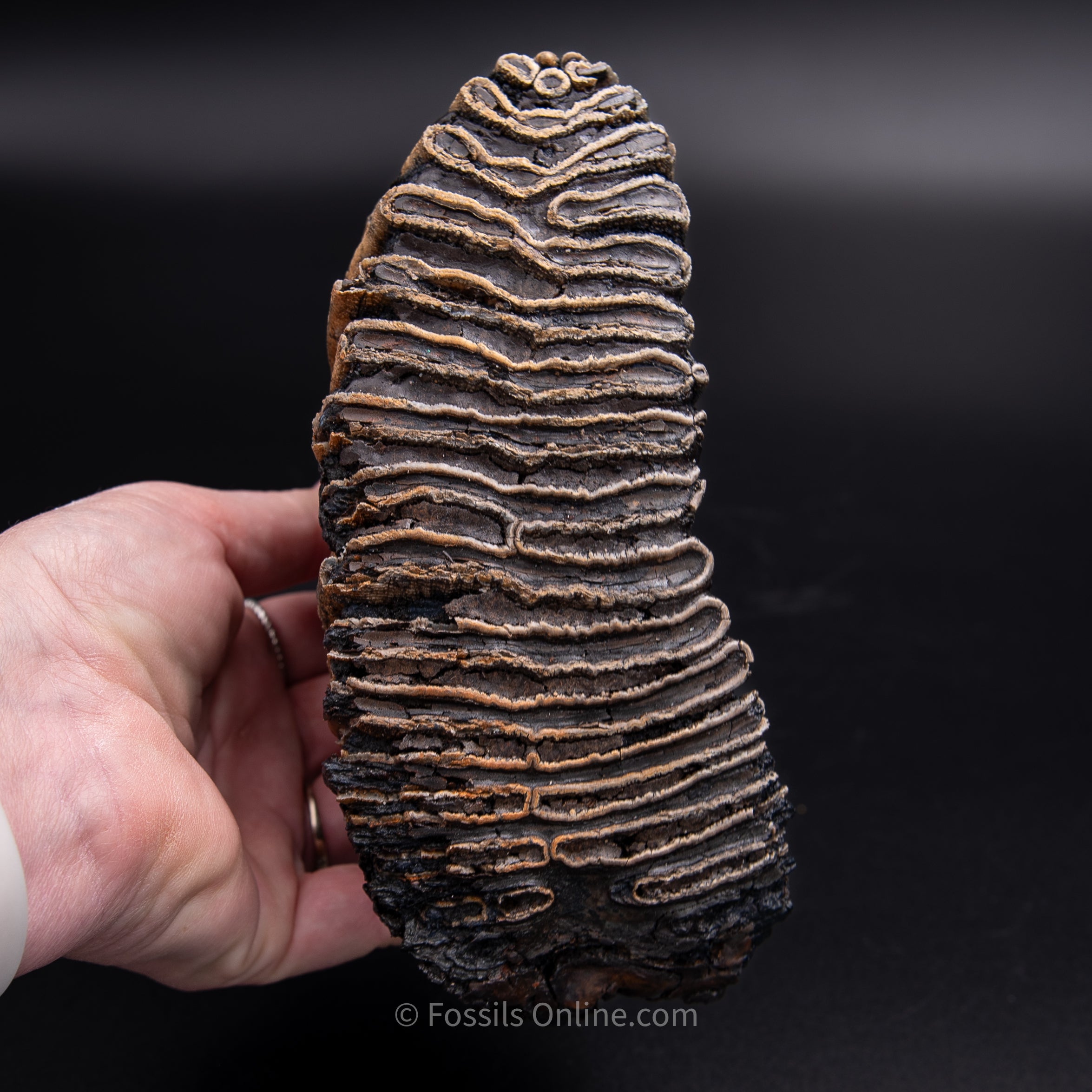 Woolly Mammoth Tooth from Alaska