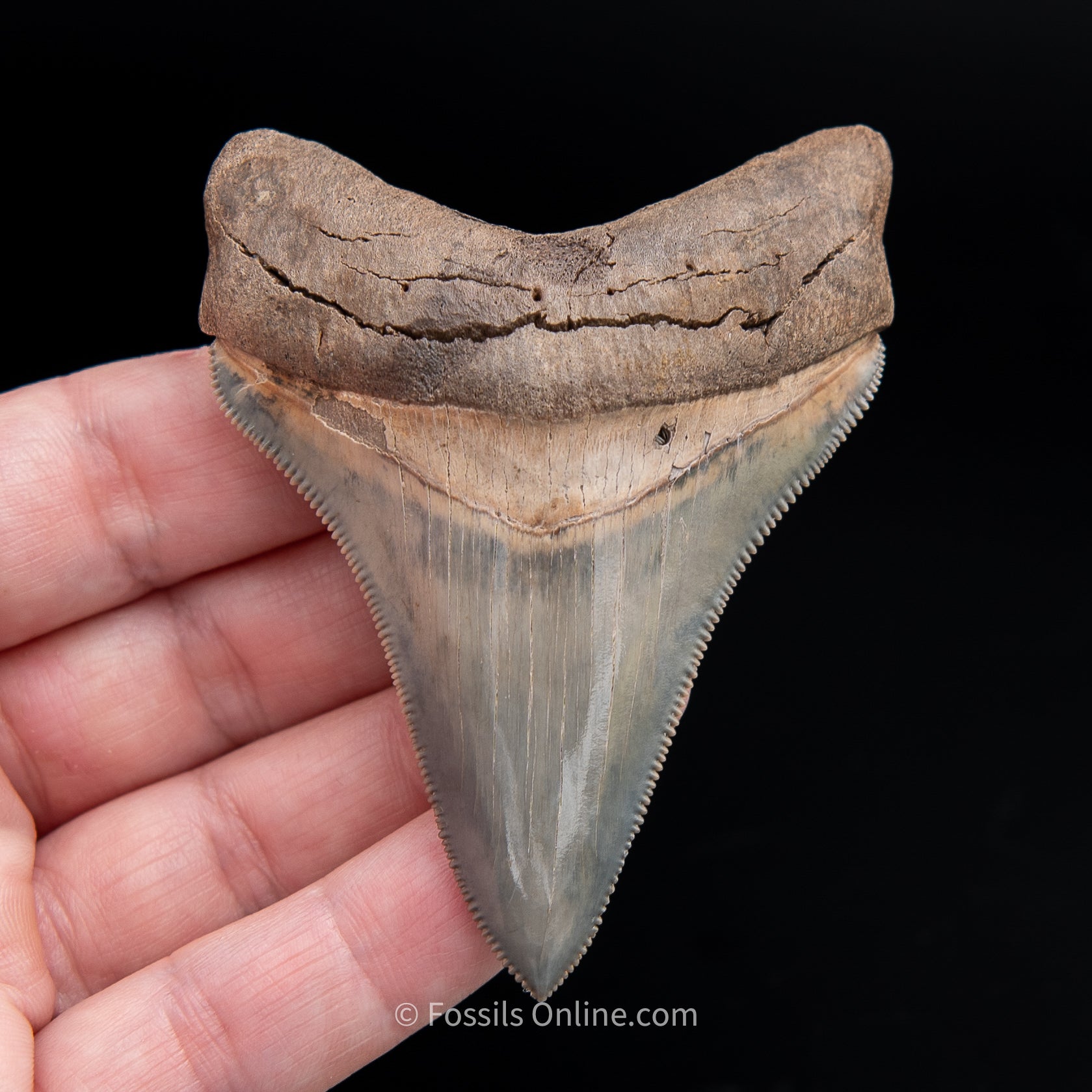 GEM! SC Chubutensis 3.12"