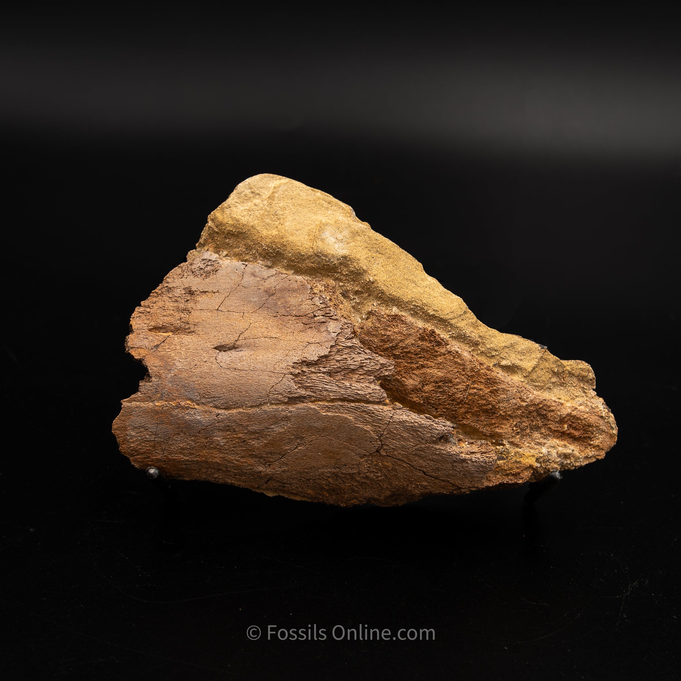 Edmontosaurus Jaw in Sandstone Matrix- Wyoming