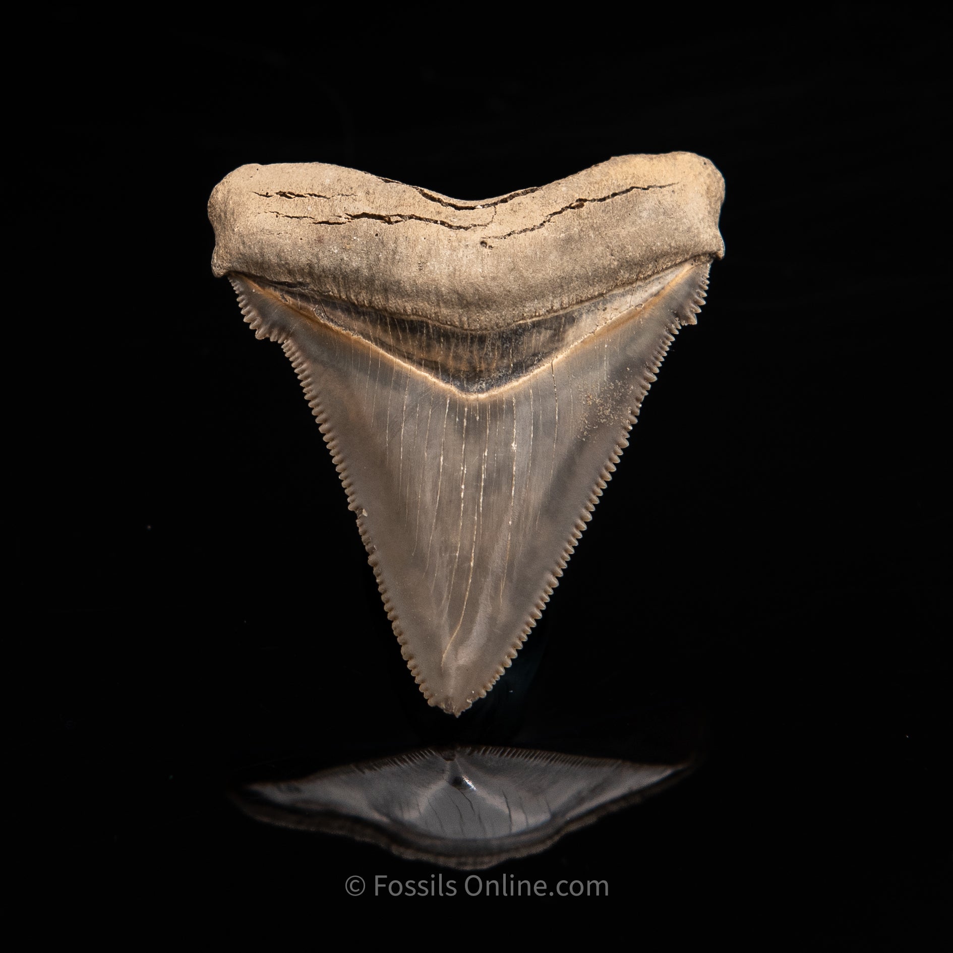 Lee Creek Chubutensis Tooth 2.04"