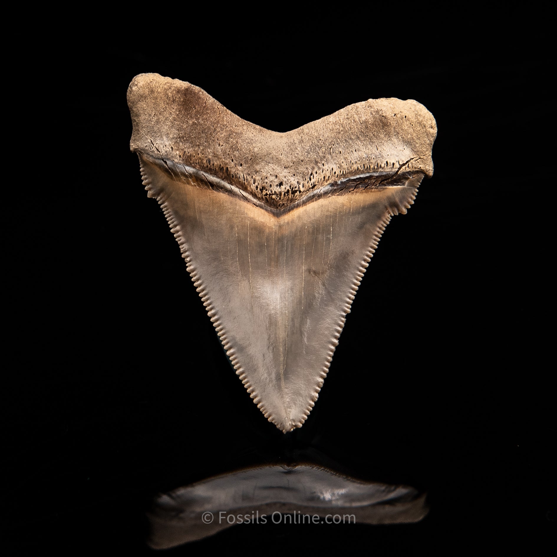 Lee Creek Chubutensis Tooth 2.04"