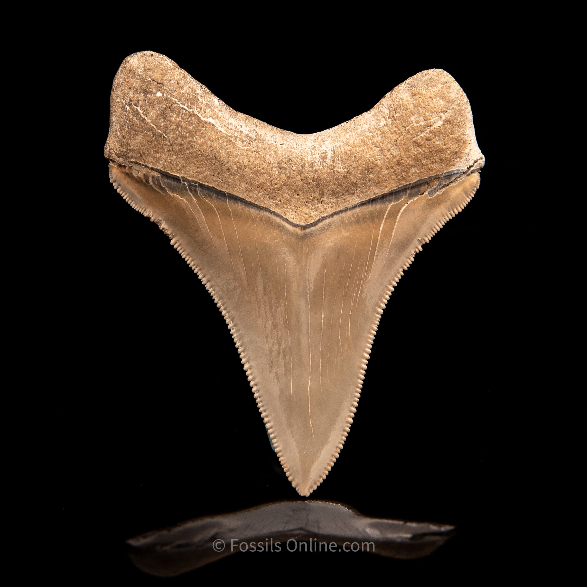 Lee Creek Chubutensis Tooth 3.08"