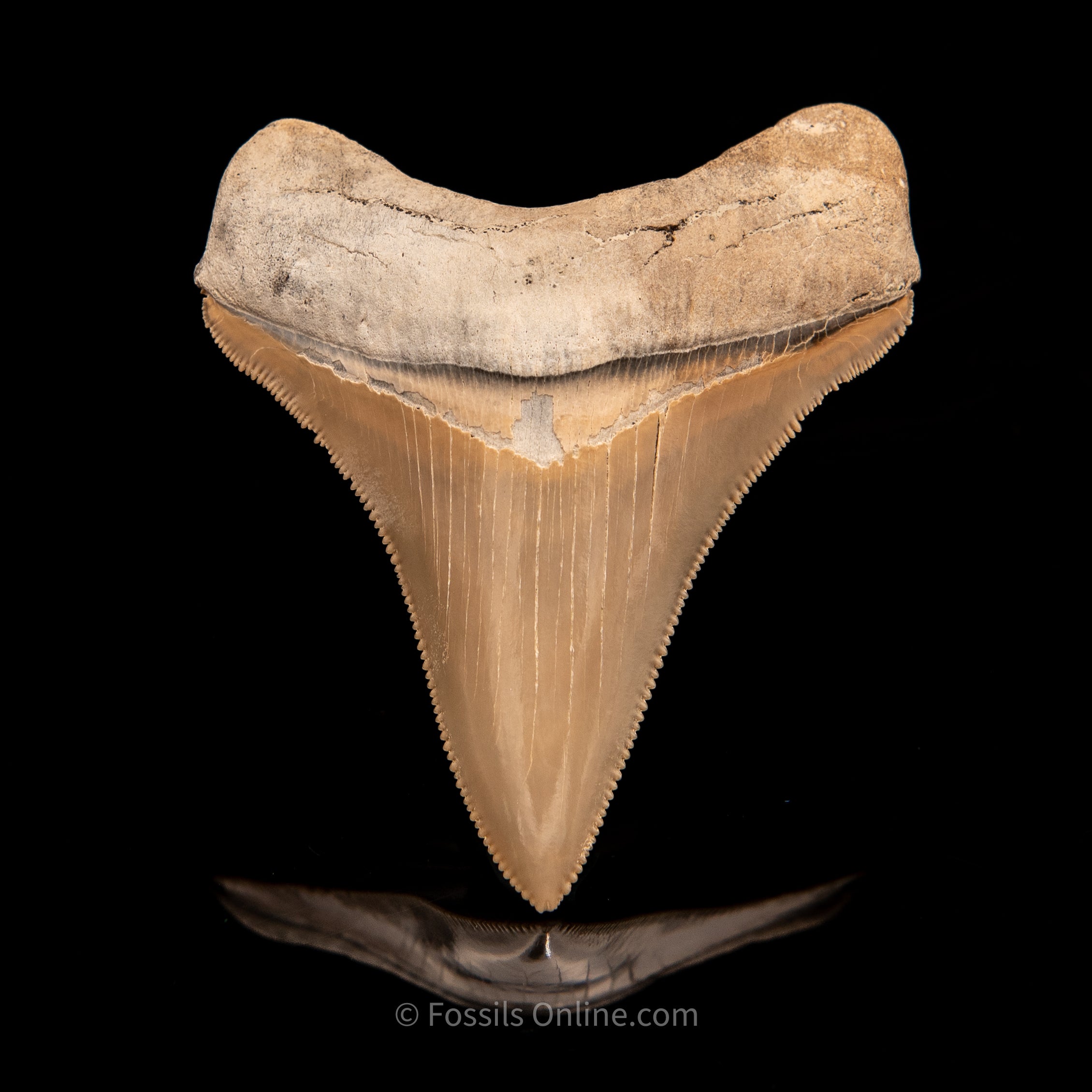 Lee Creek Chubutensis Tooth 3.08"