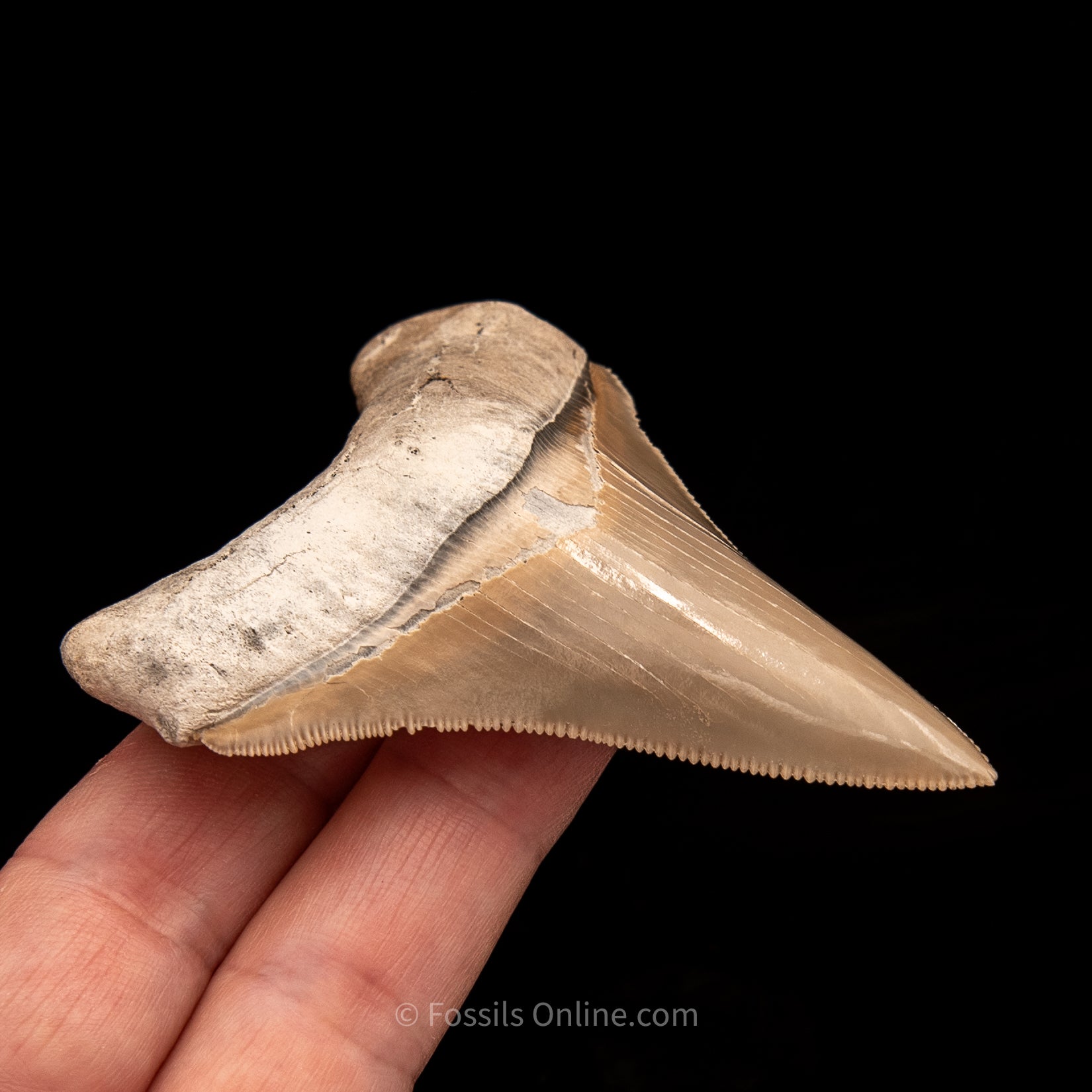 Lee Creek Chubutensis Tooth 3.08"