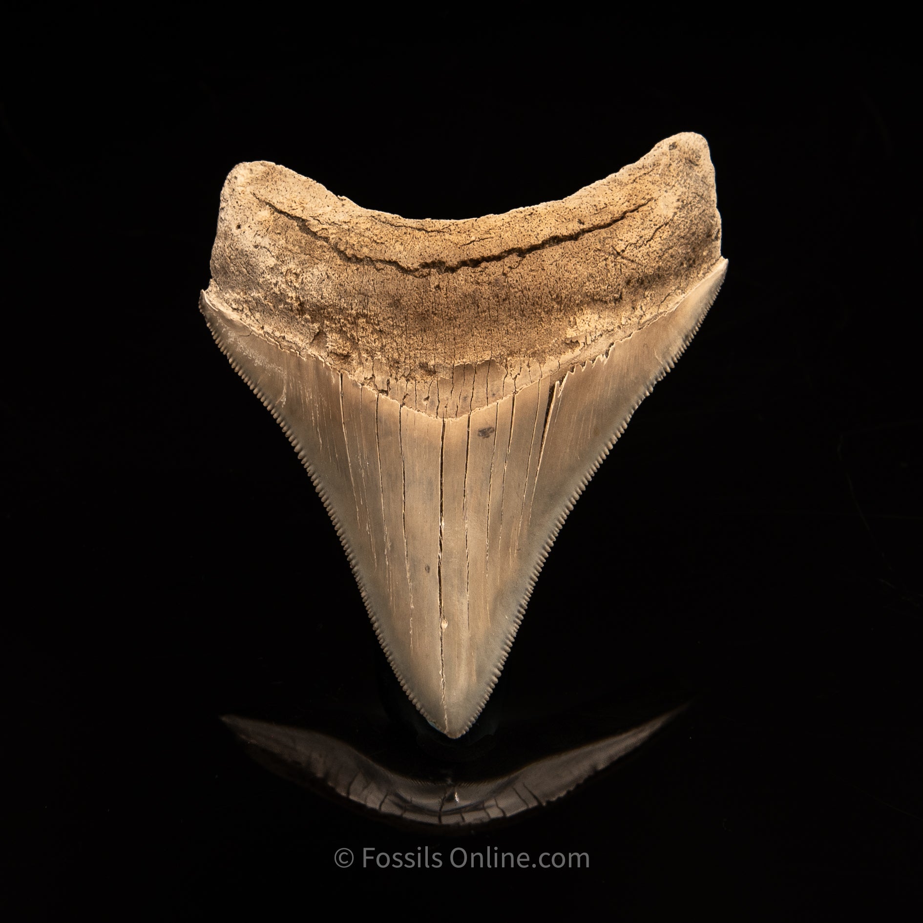 Lee Creek Megalodon Tooth 3.37"