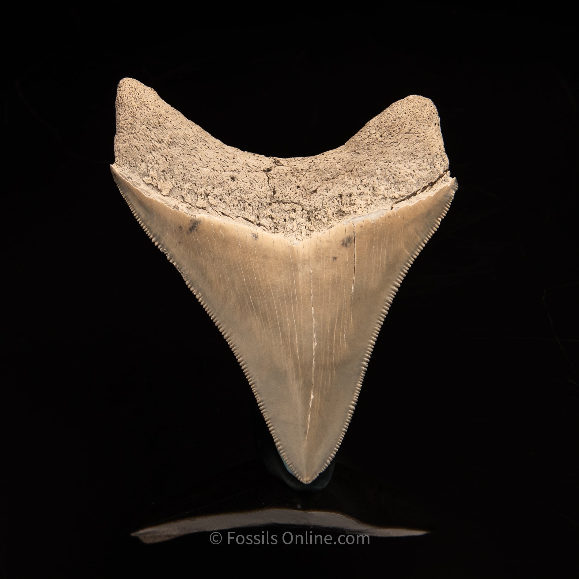 Lee Creek Megalodon Tooth 3.37"