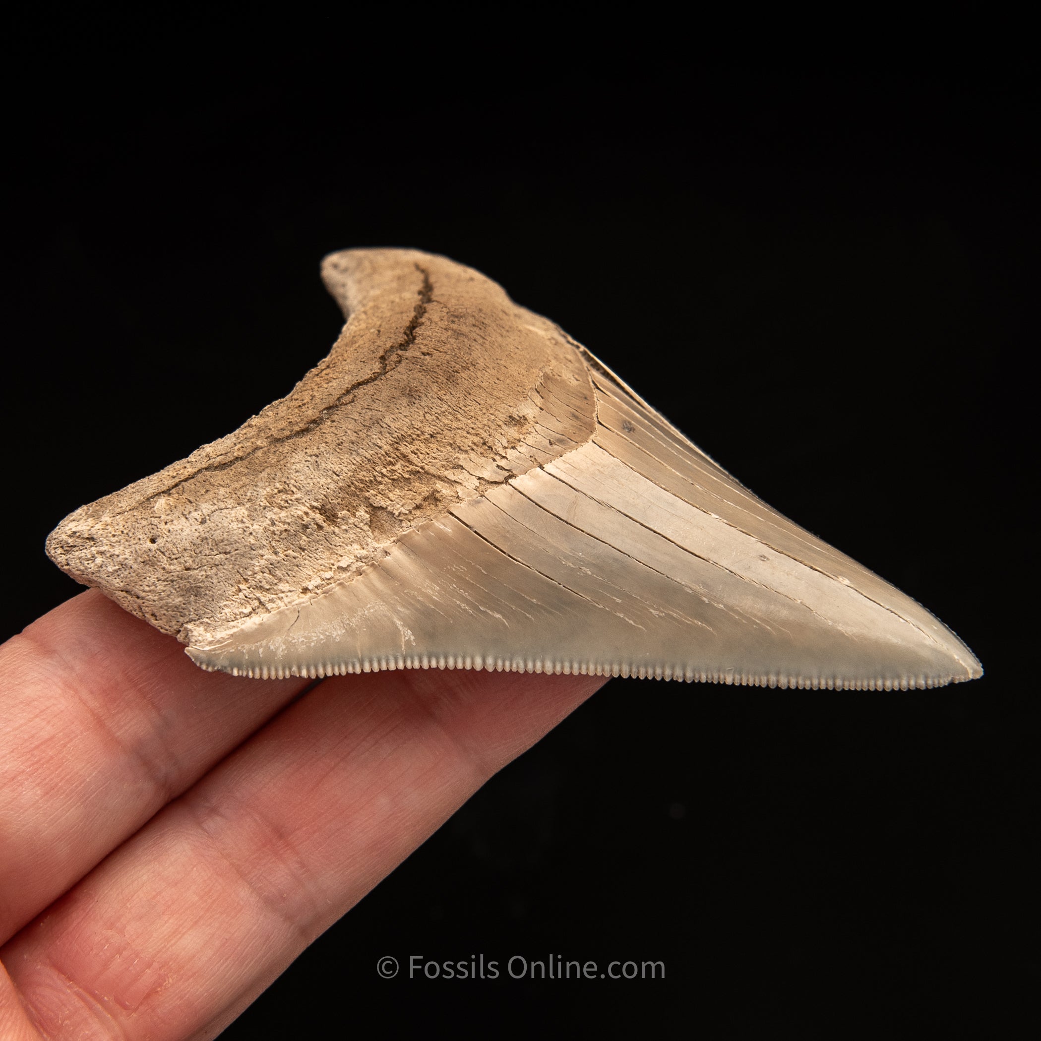 Lee Creek Megalodon Tooth 3.37"
