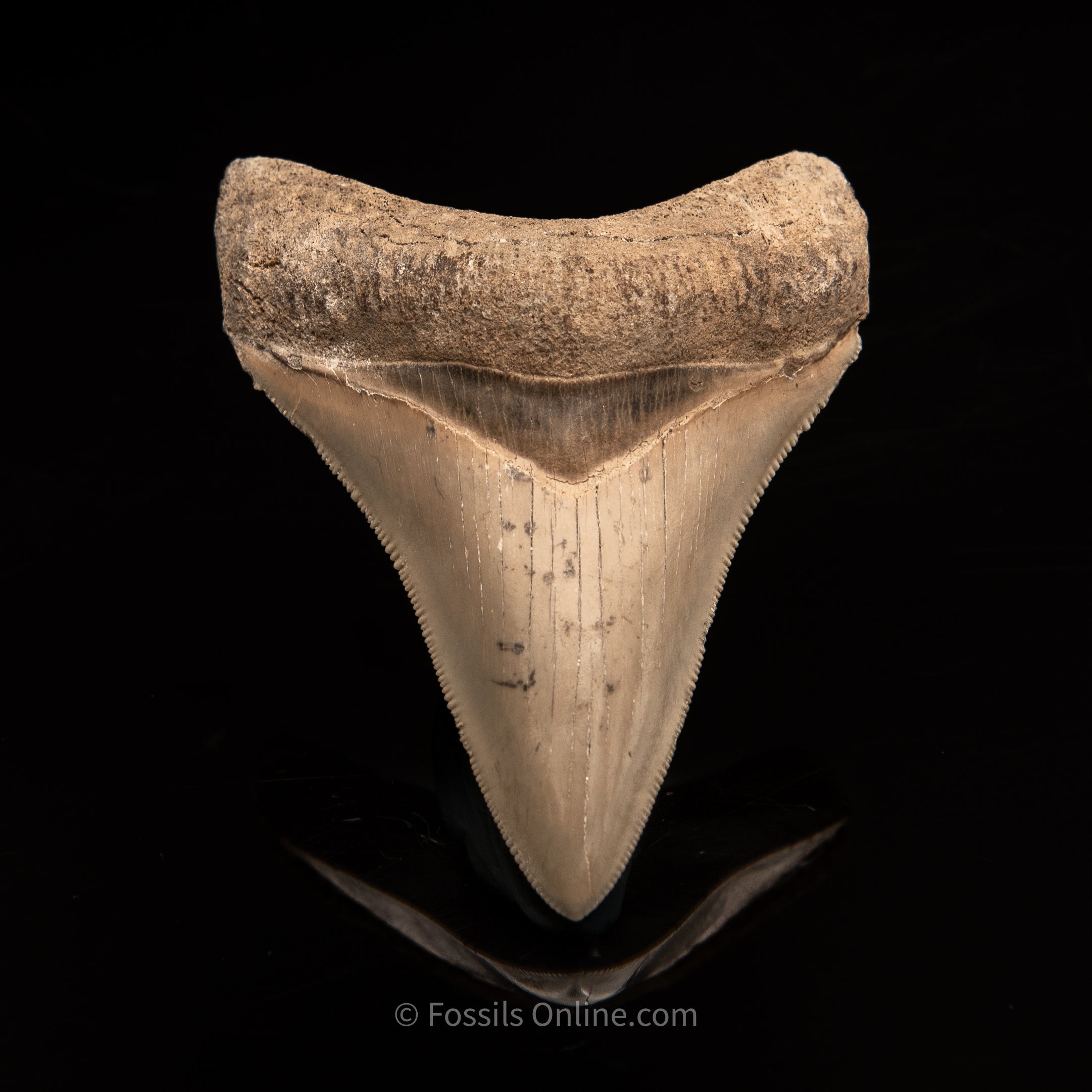 Lee Creek Megalodon Tooth 3.21"