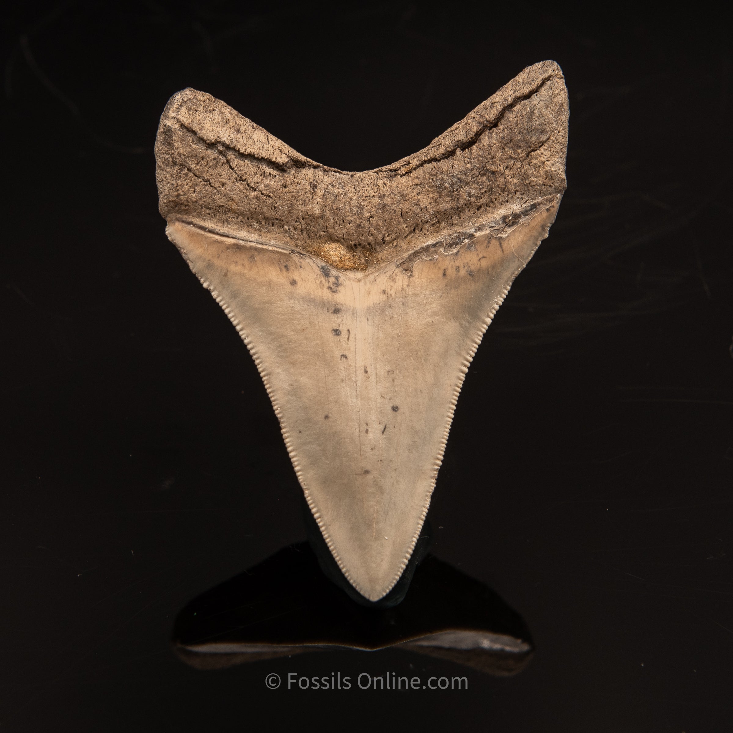 Lee Creek Megalodon Tooth 3.21"