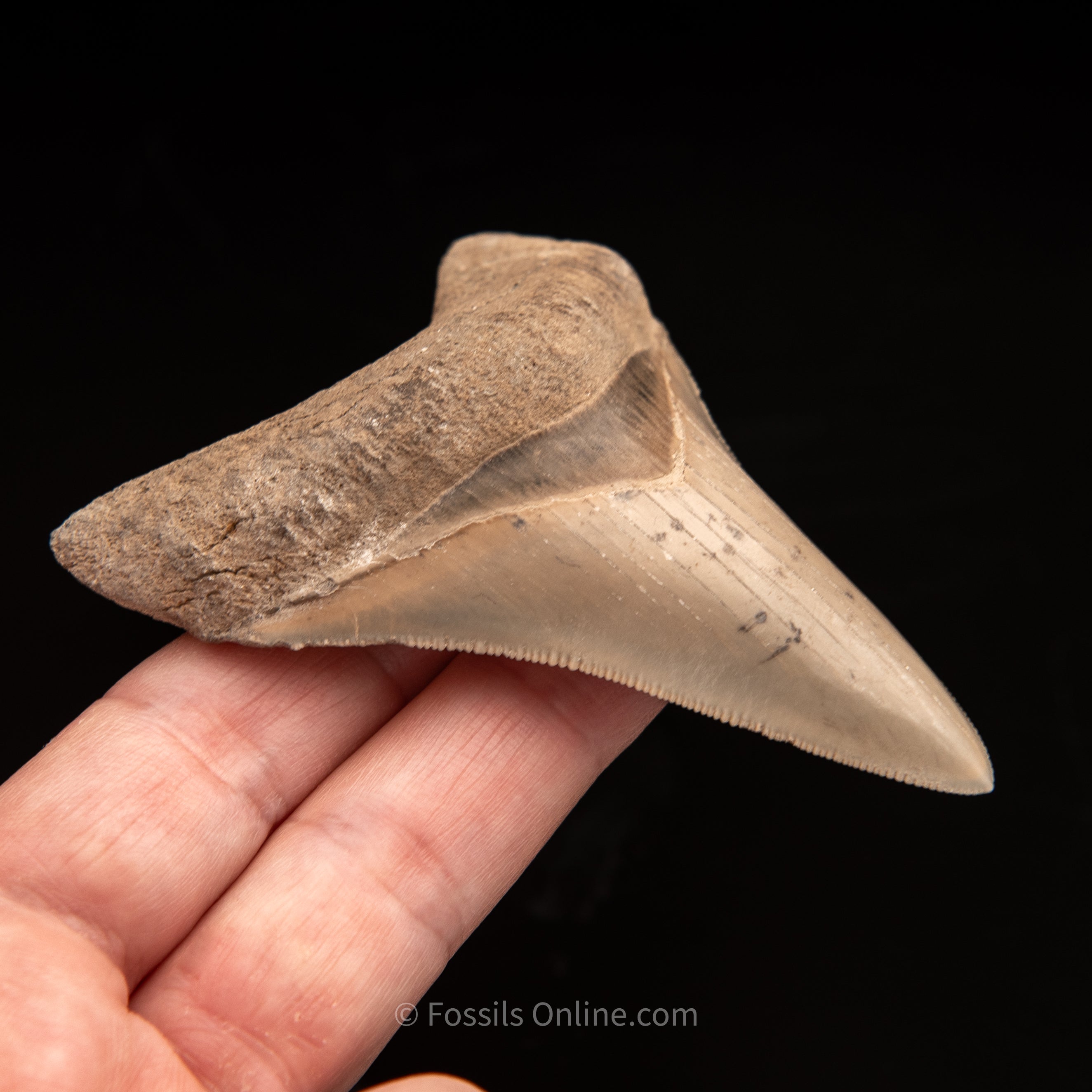 Lee Creek Megalodon Tooth 3.21"