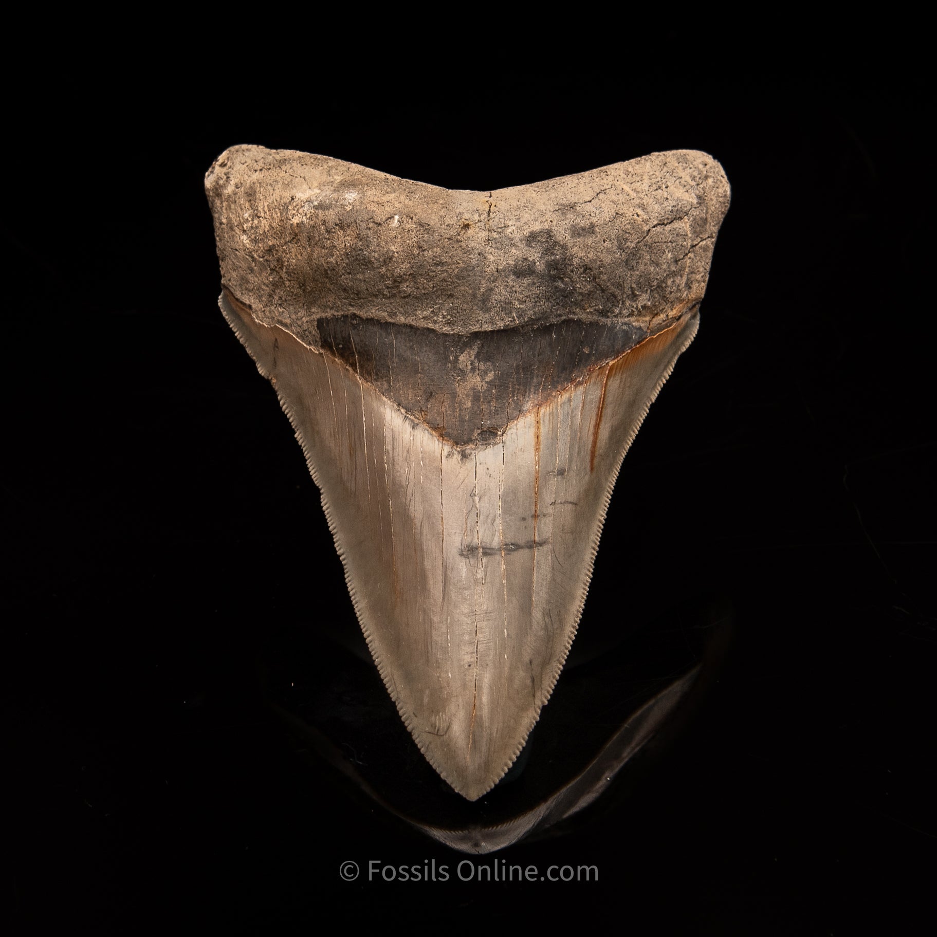Lee Creek Megalodon Tooth 3.95"