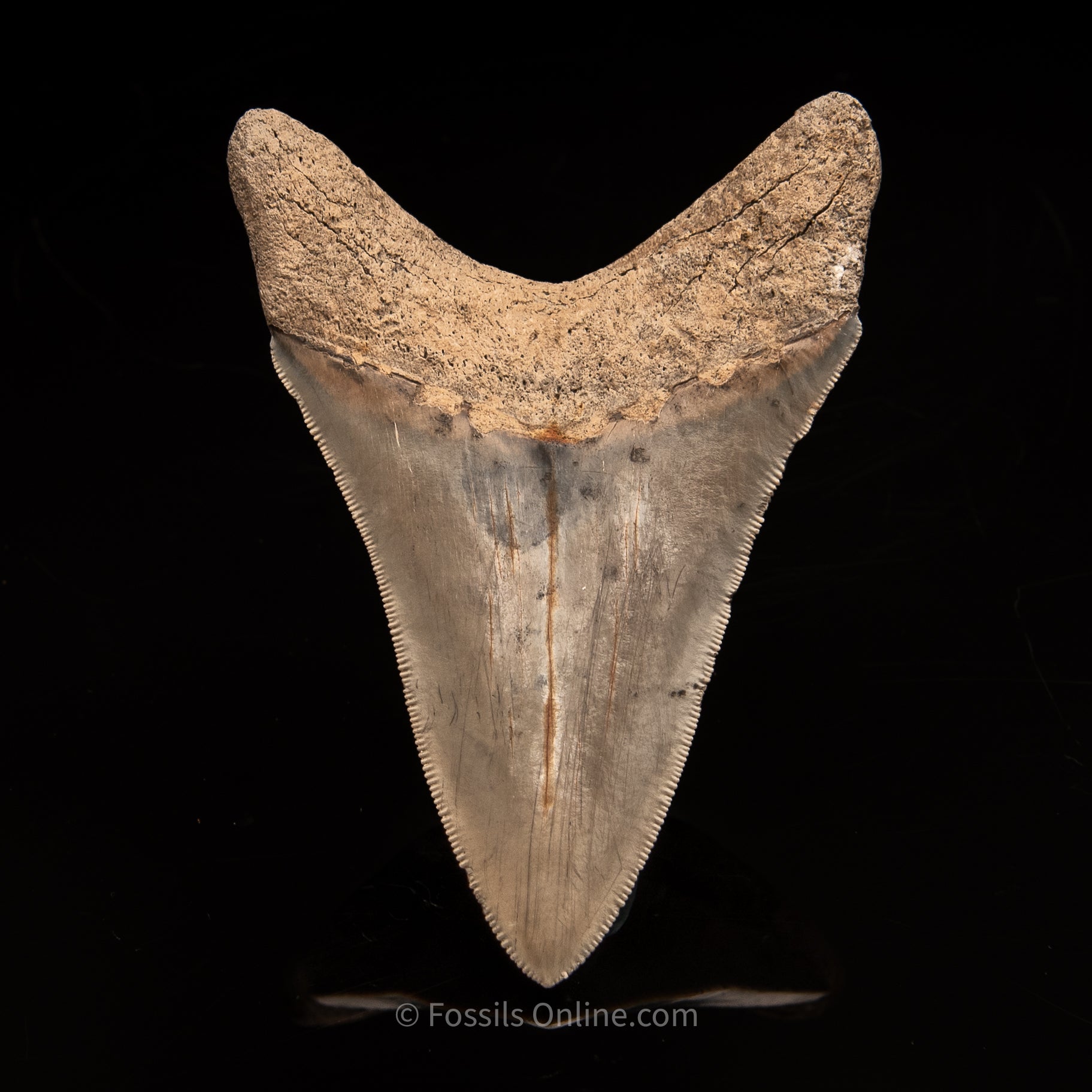 Lee Creek Megalodon Tooth 3.95"