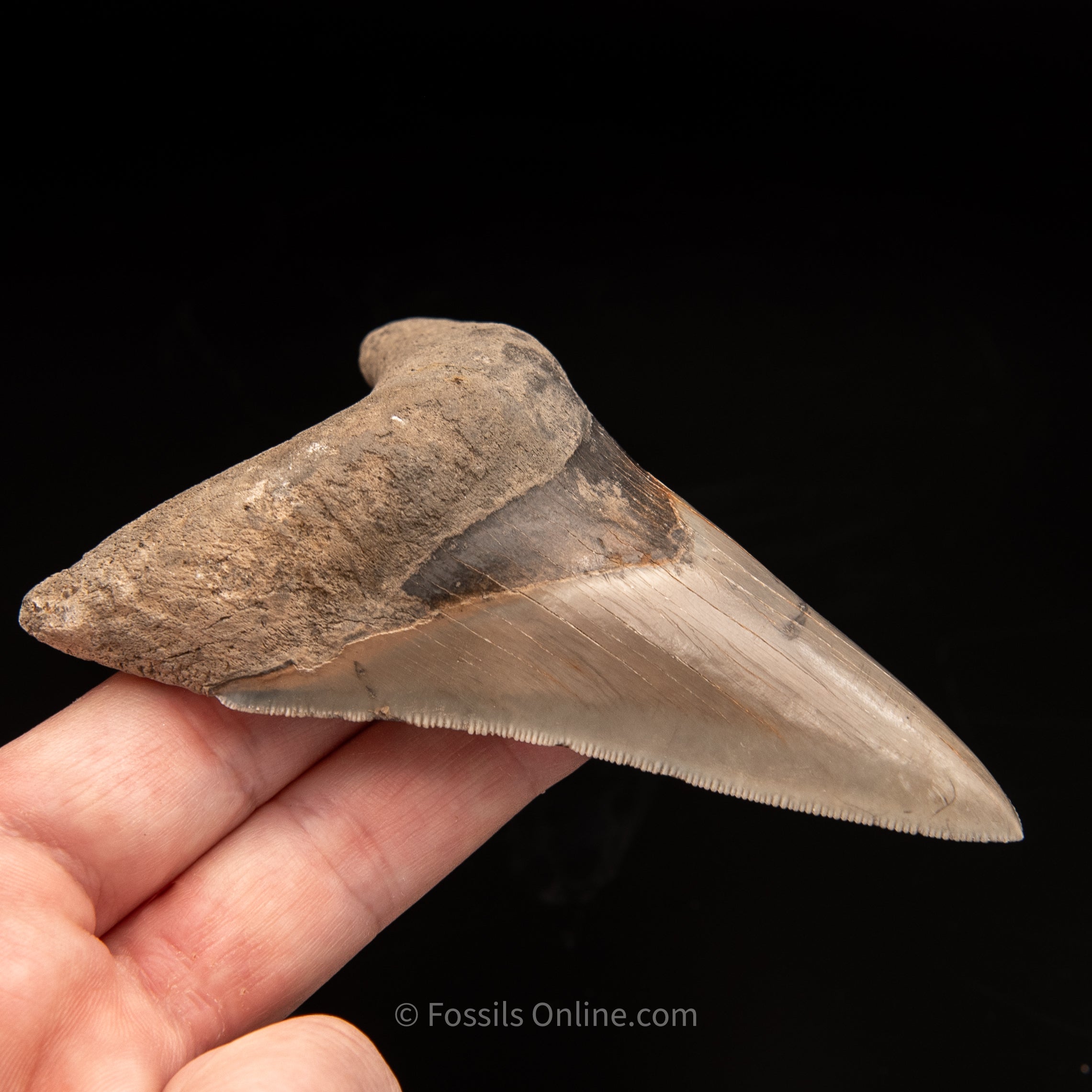 Lee Creek Megalodon Tooth 3.95"