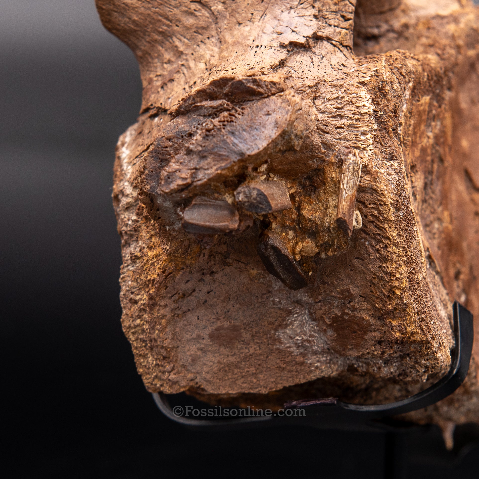 Edmontosaurus Vetrebra with nanotyrannus tooth
