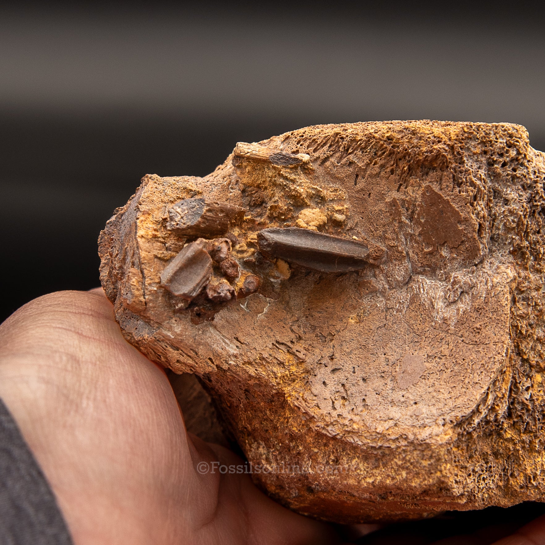 Edmontosaurus Vetrebra with nanotyrannus tooth
