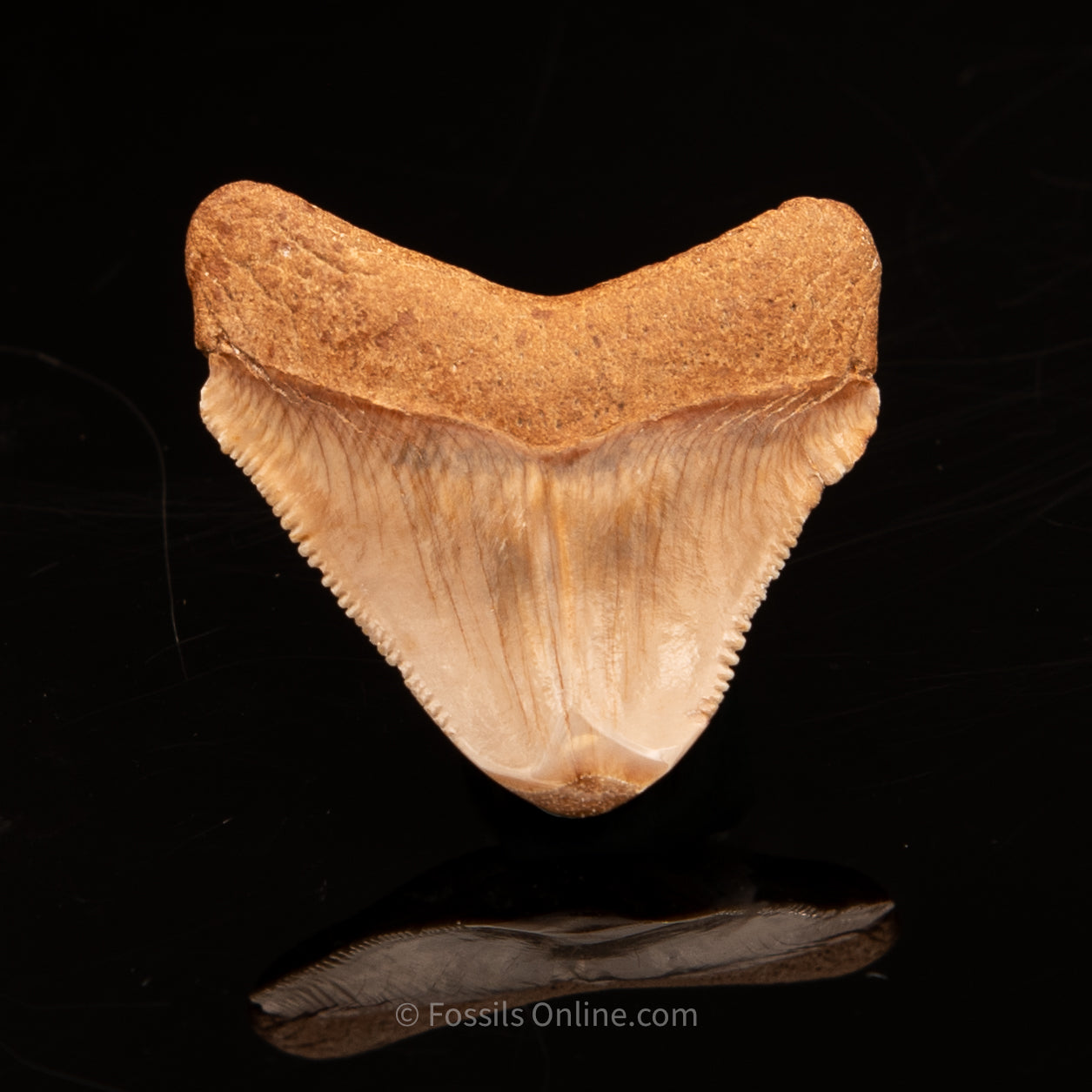 SC Megalodon Tooth 1.63"
