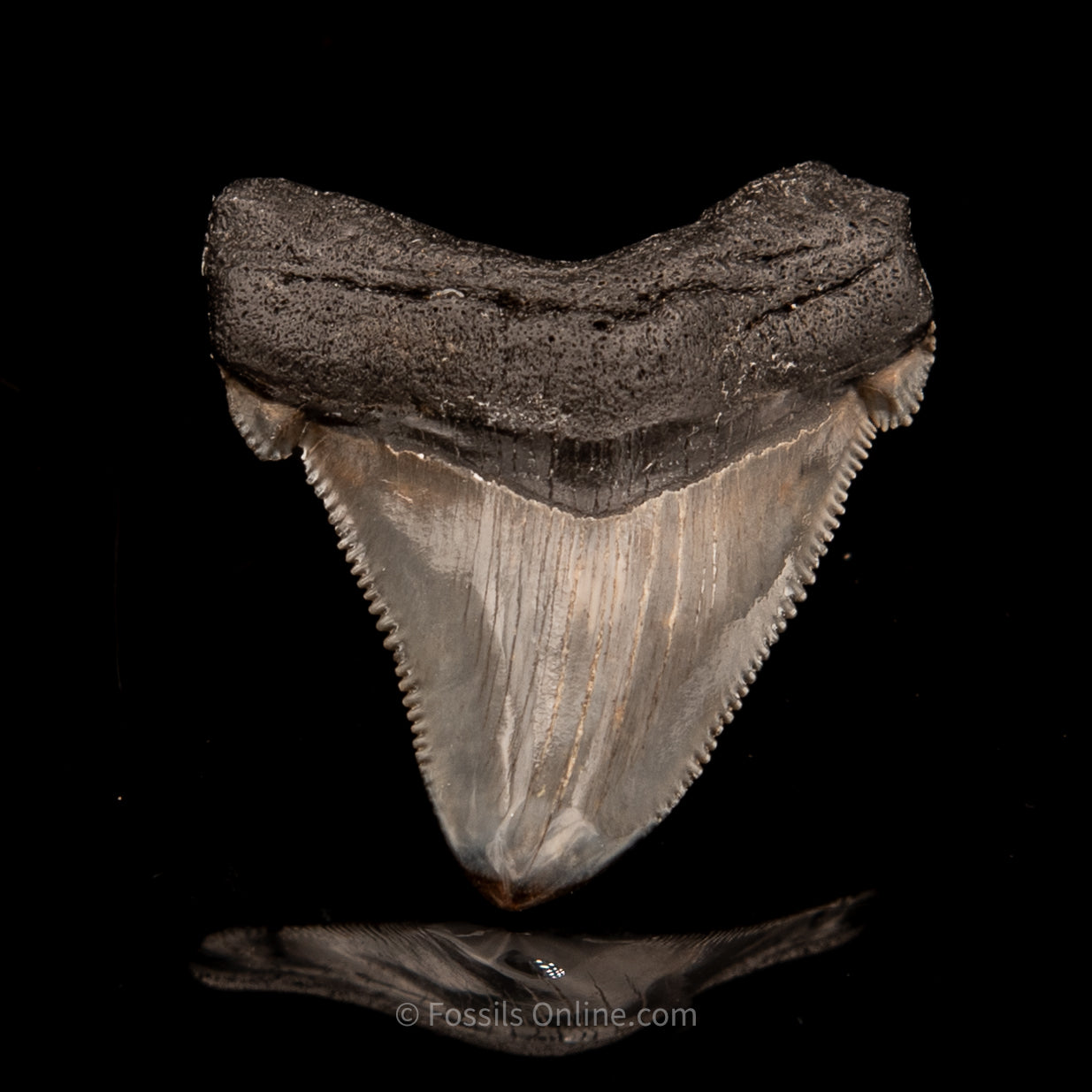 SC Angustidens 1.96"