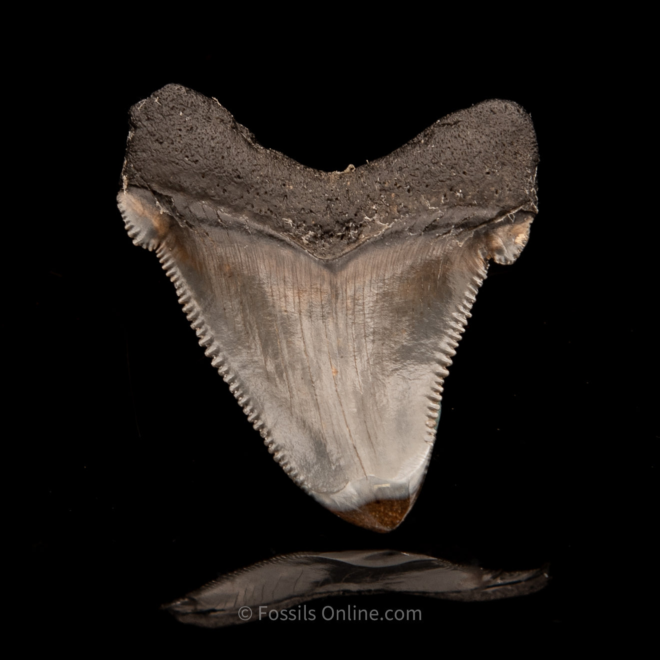 SC Angustidens 1.96"