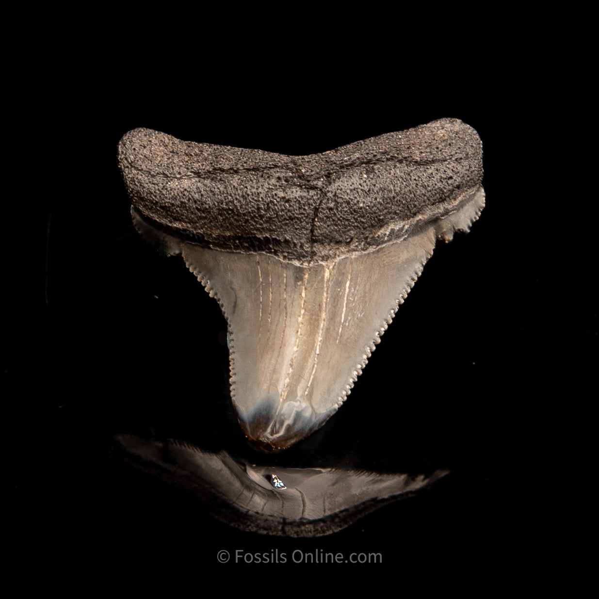 SC Angustidens 1.67"