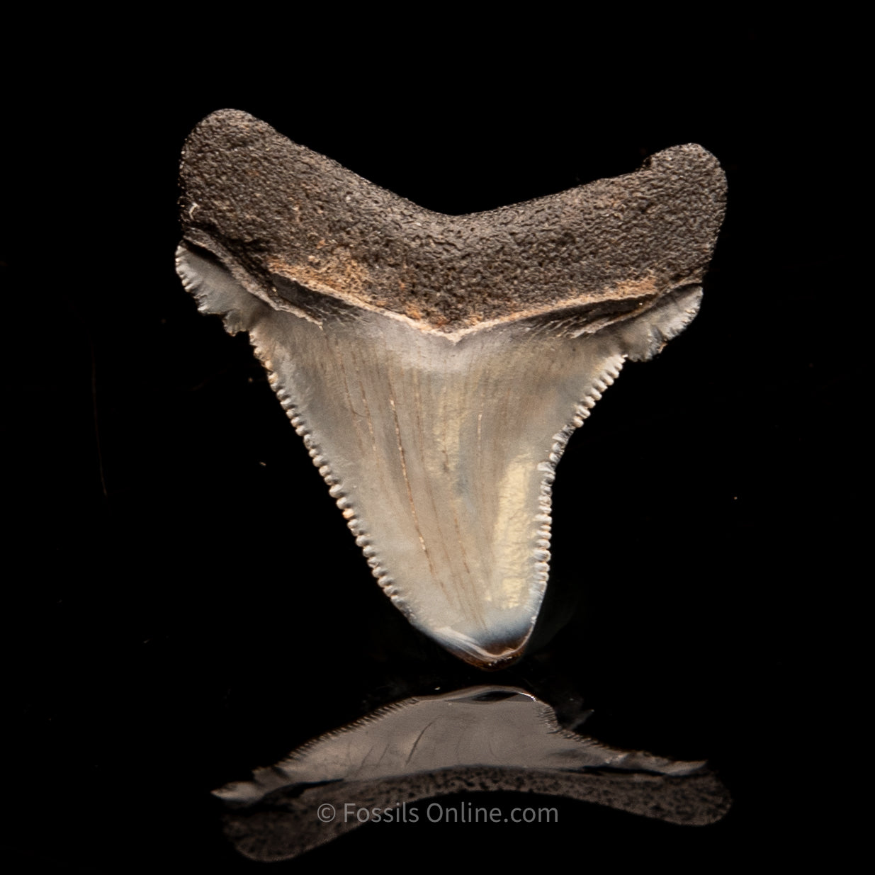 SC Angustidens 1.67"
