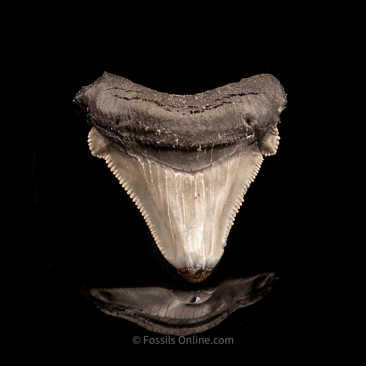 SC Angustidens 1.59"