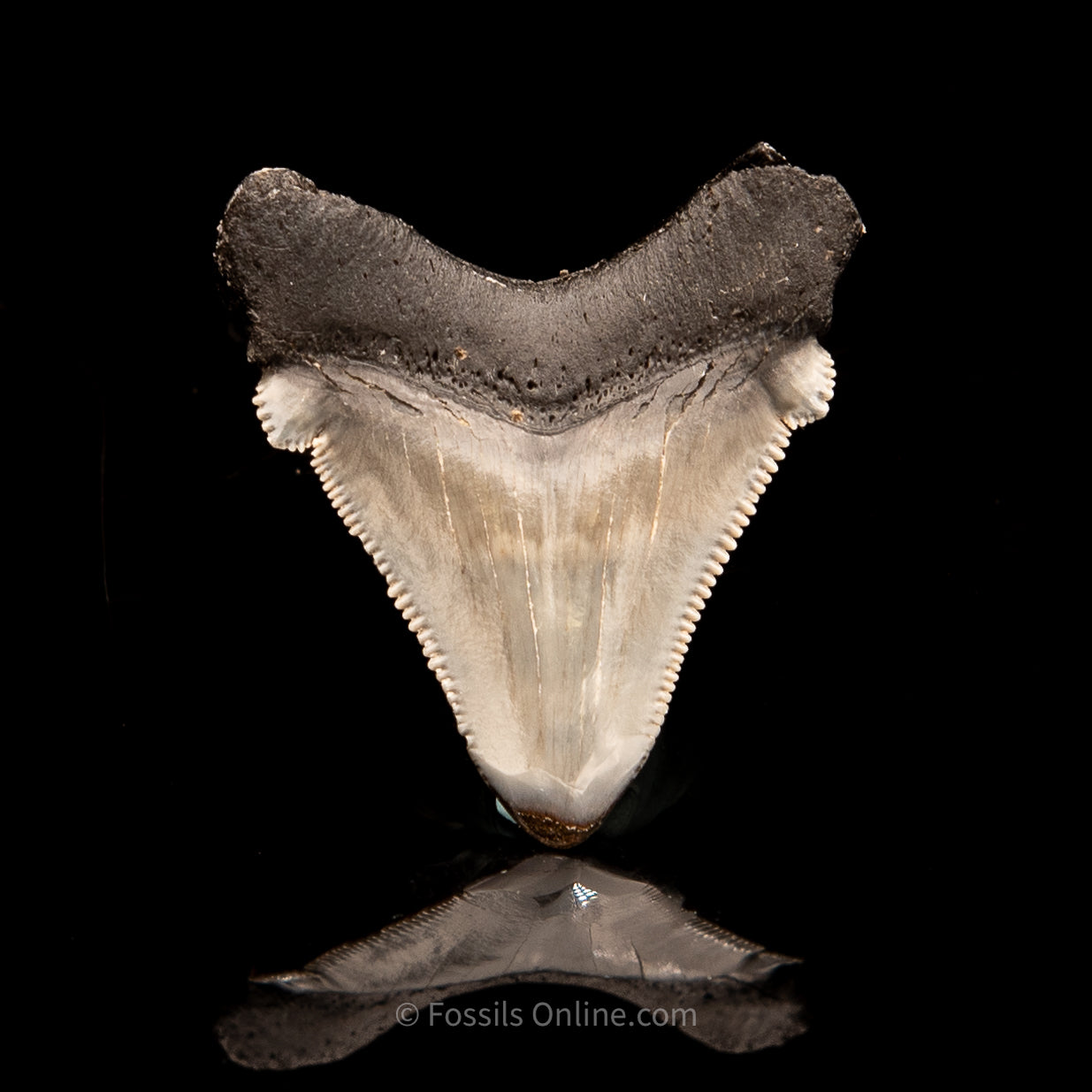 SC Angustidens 1.59"