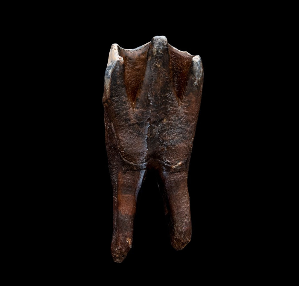 Juvenile Woolly Rhino Tooth w/ Roots