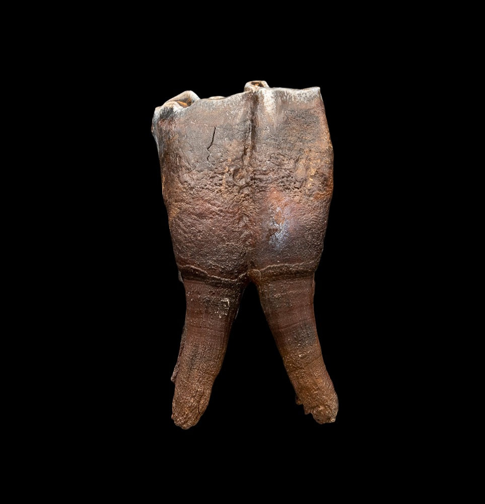 Rooted Woolly Rhino Tooth