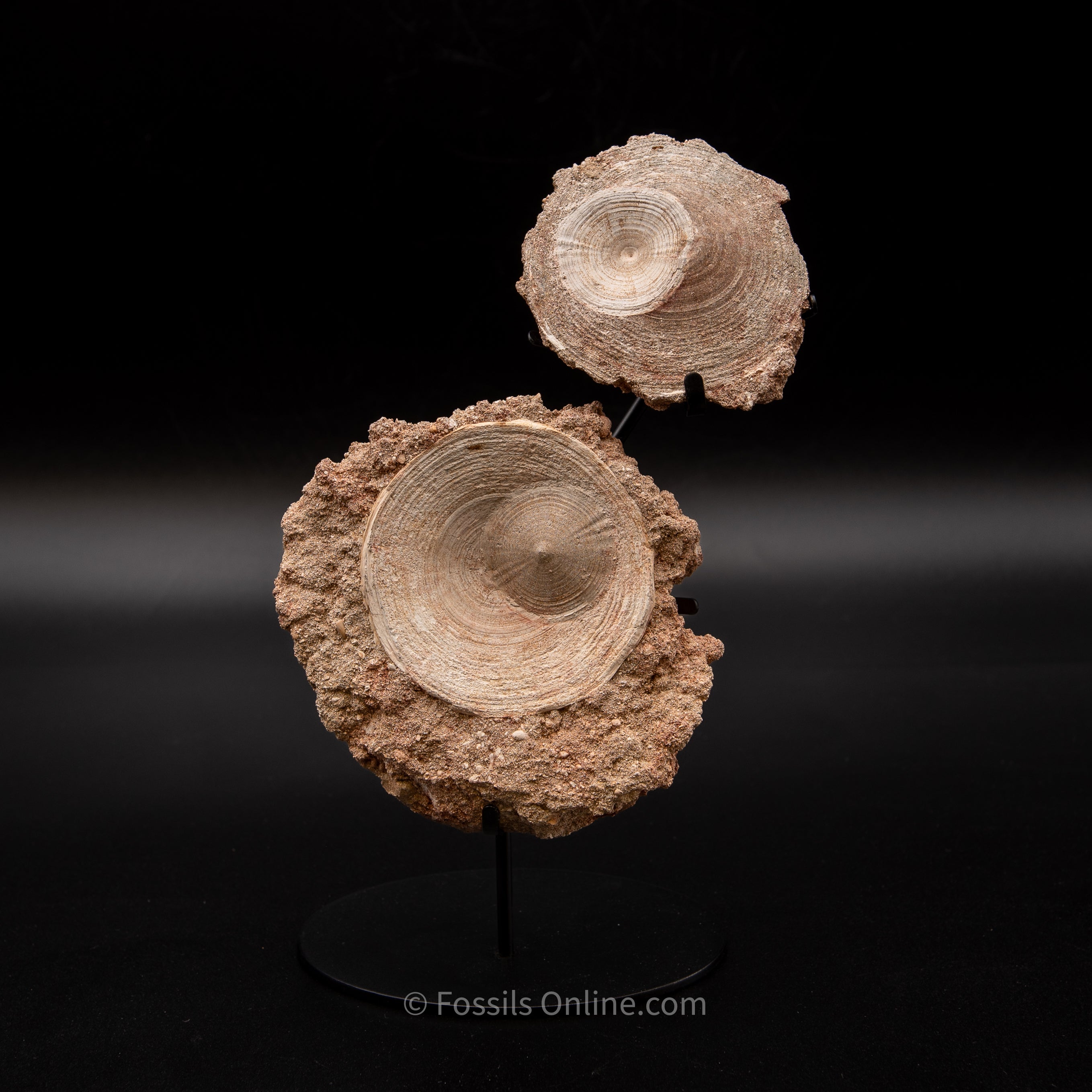 Otodus Vertebrae in Original Matrix