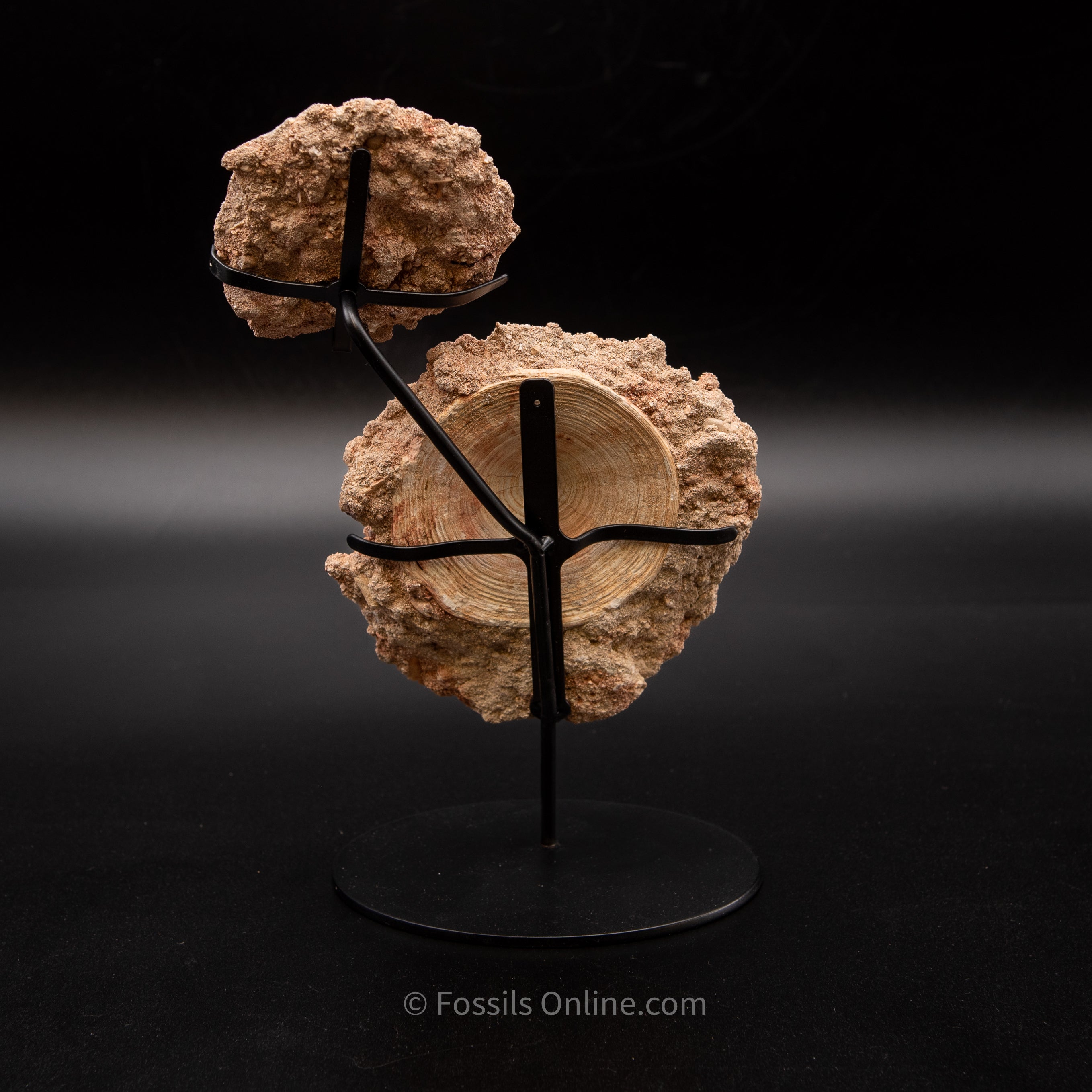 Otodus Vertebrae in Original Matrix