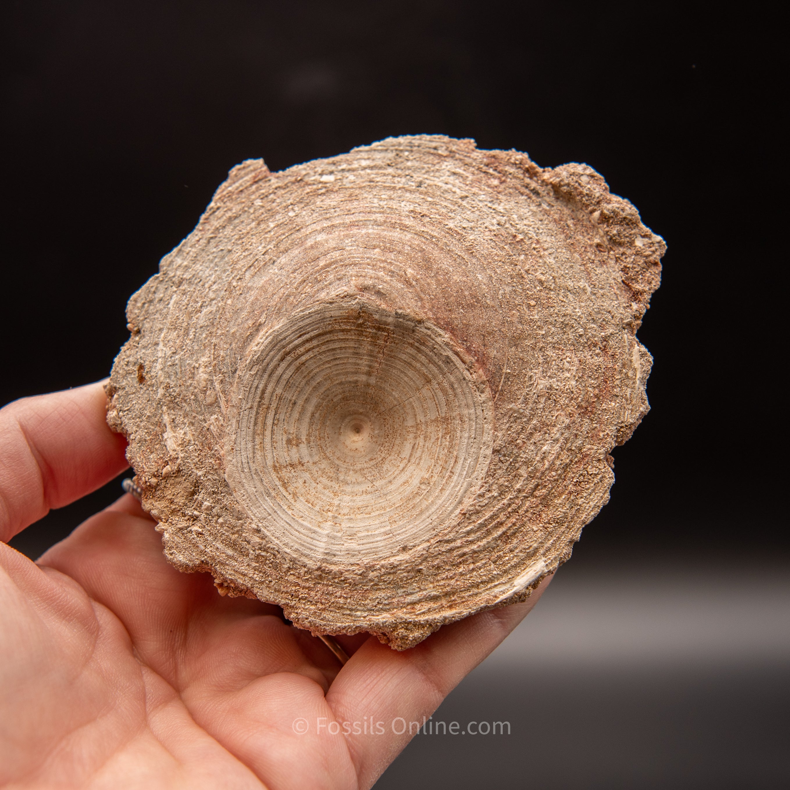 Otodus Vertebrae in Original Matrix