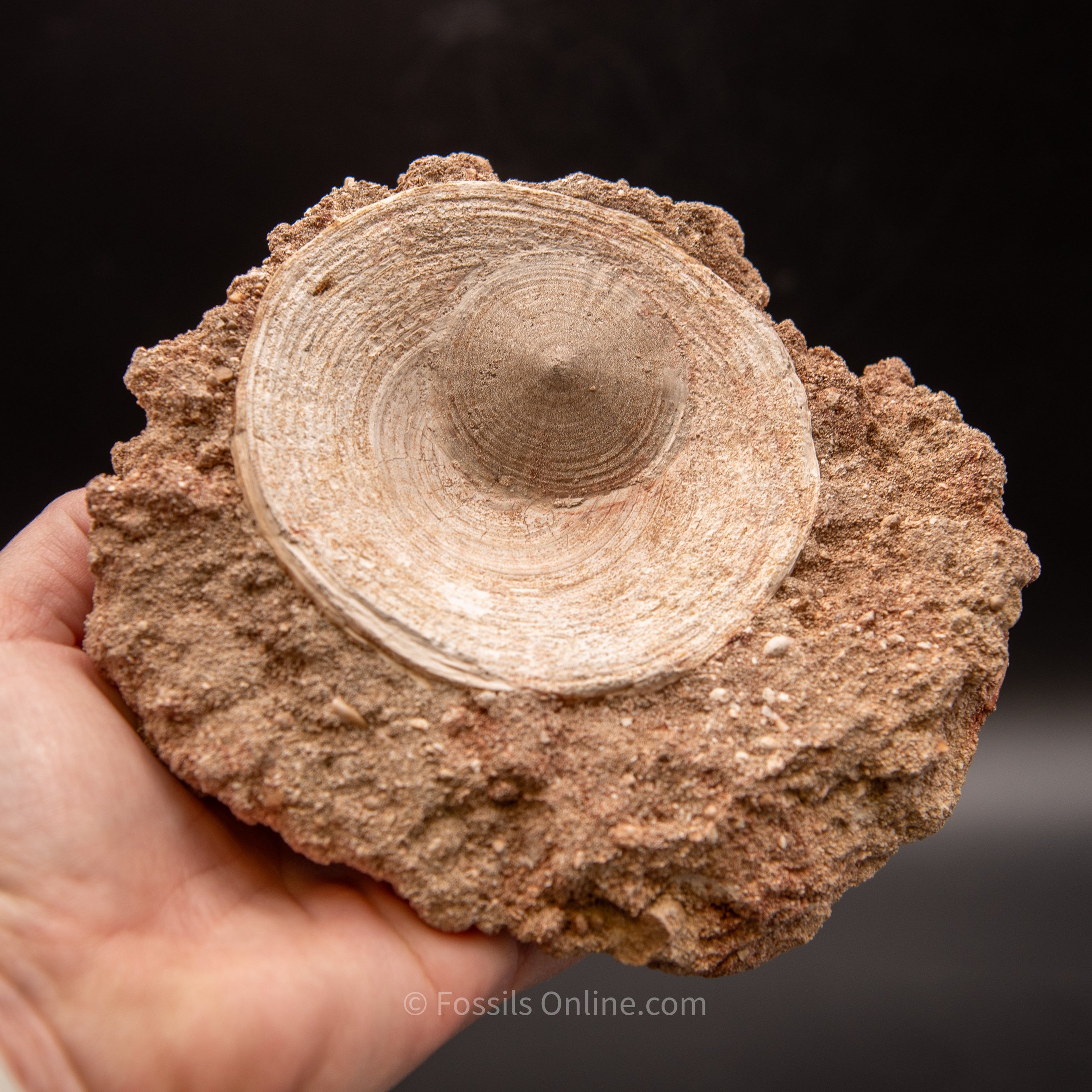 Otodus Vertebrae in Original Matrix