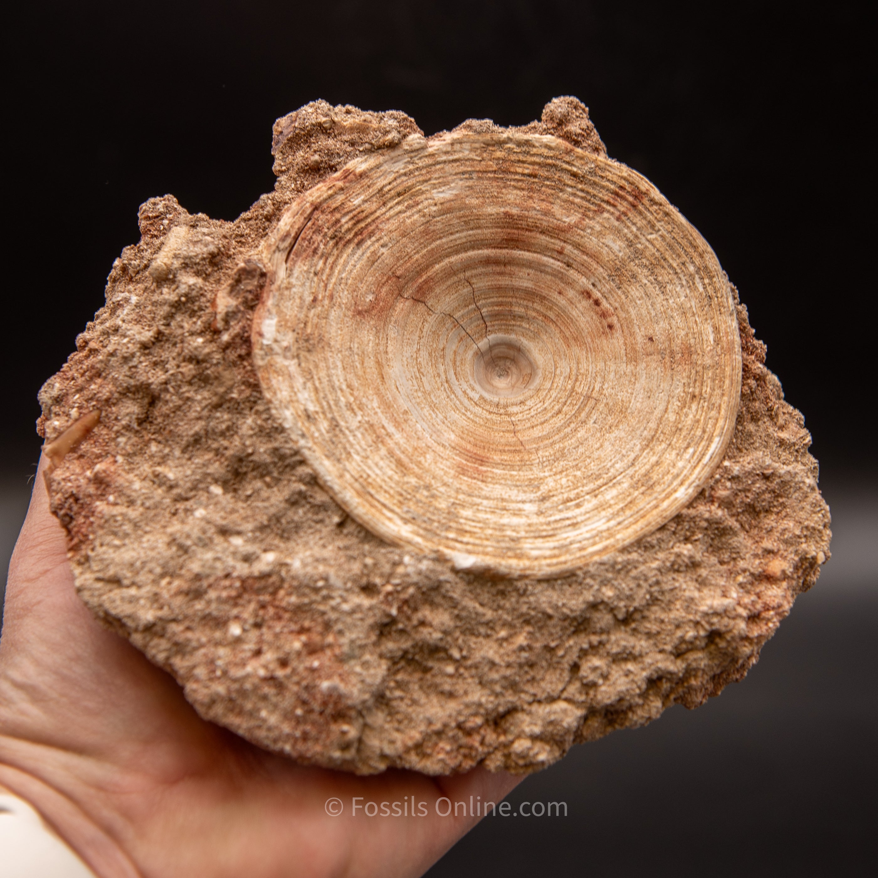 Otodus Vertebrae in Original Matrix