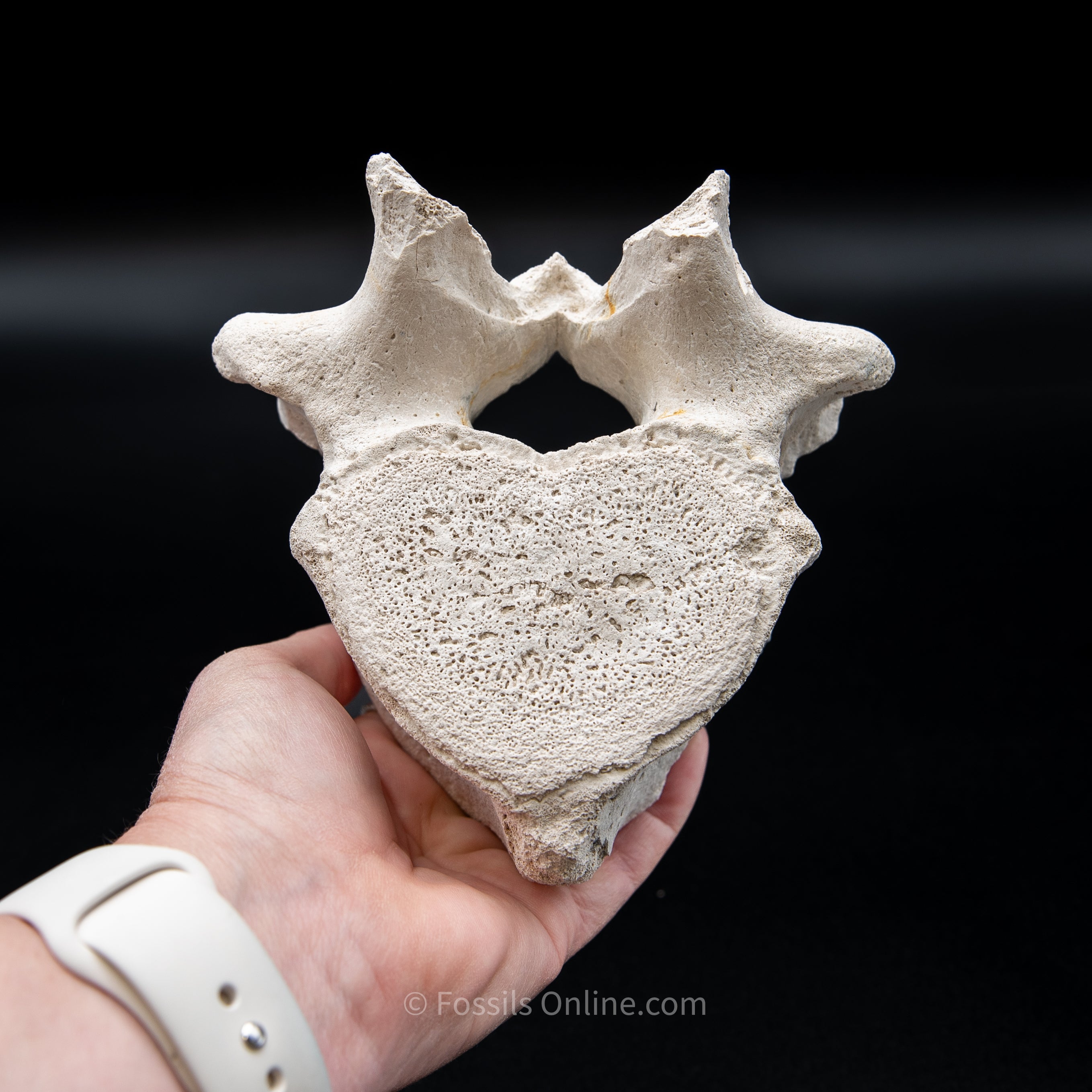 Bone Valley Fossil Dugong Vertebra