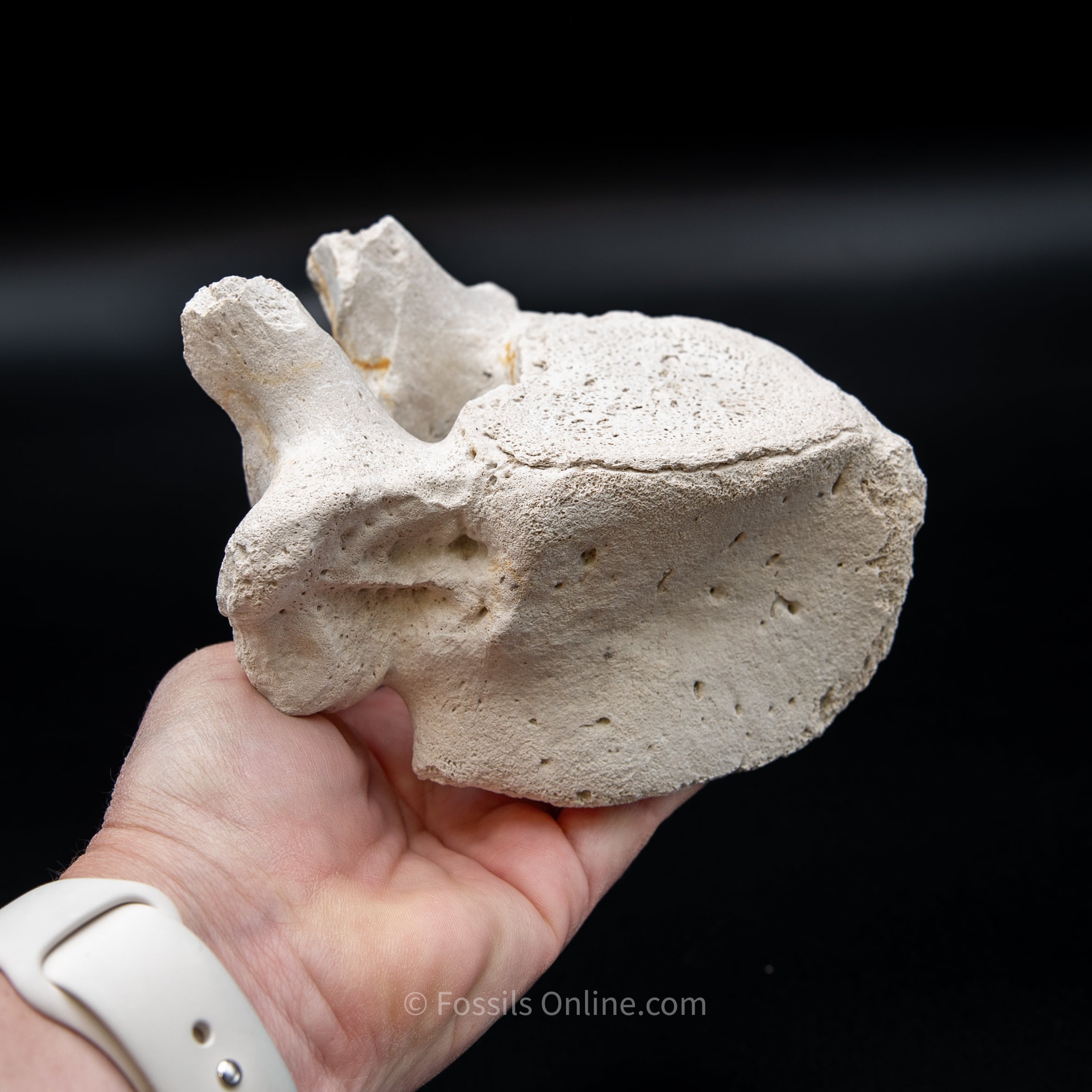 Bone Valley Fossil Dugong Vertebra