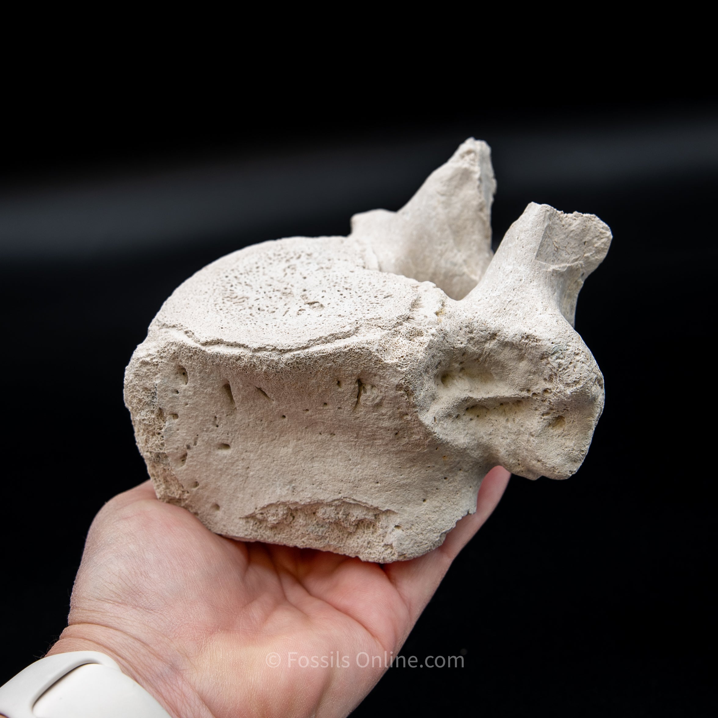Bone Valley Fossil Dugong Vertebra