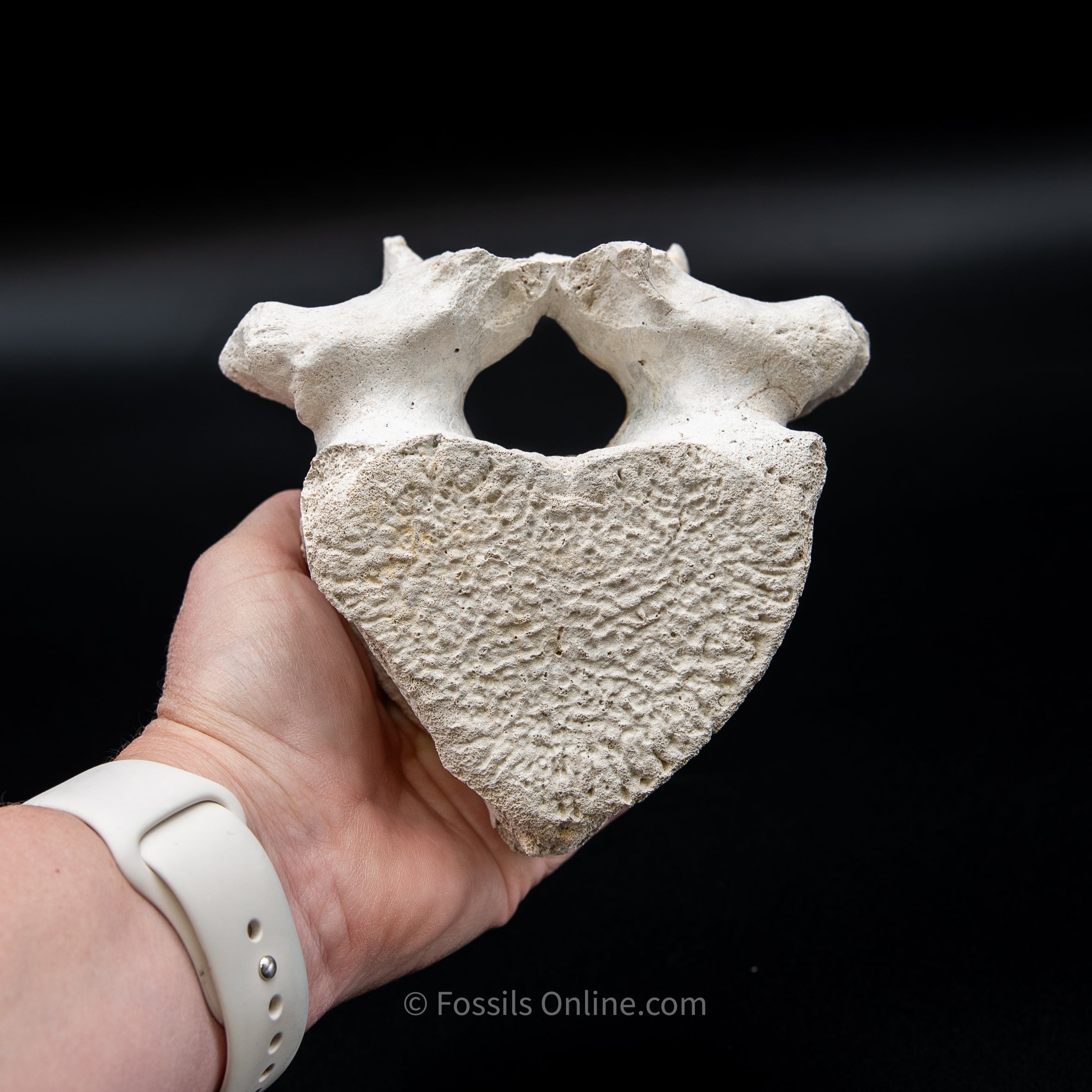 Bone Valley Fossil Dugong Vertebra