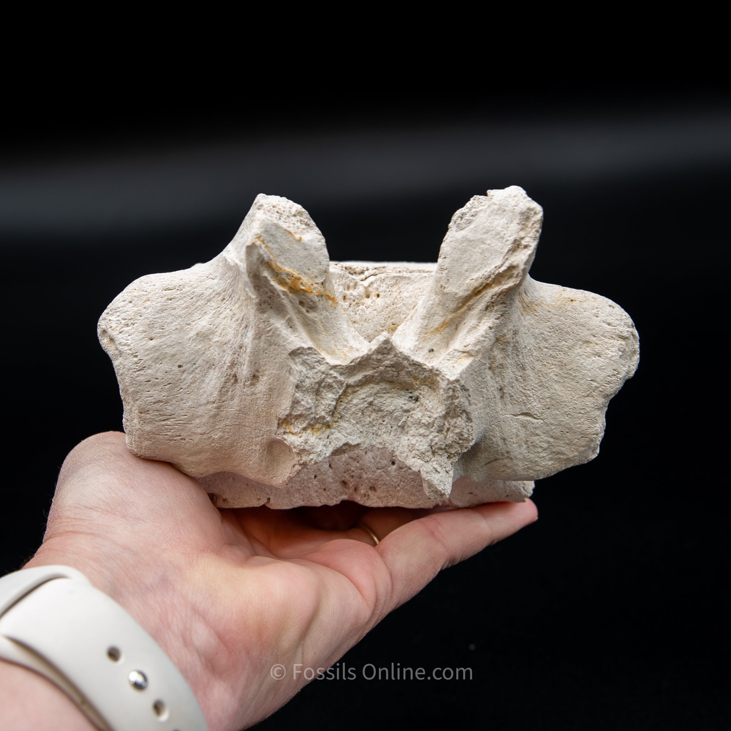 Bone Valley Fossil Dugong Vertebra