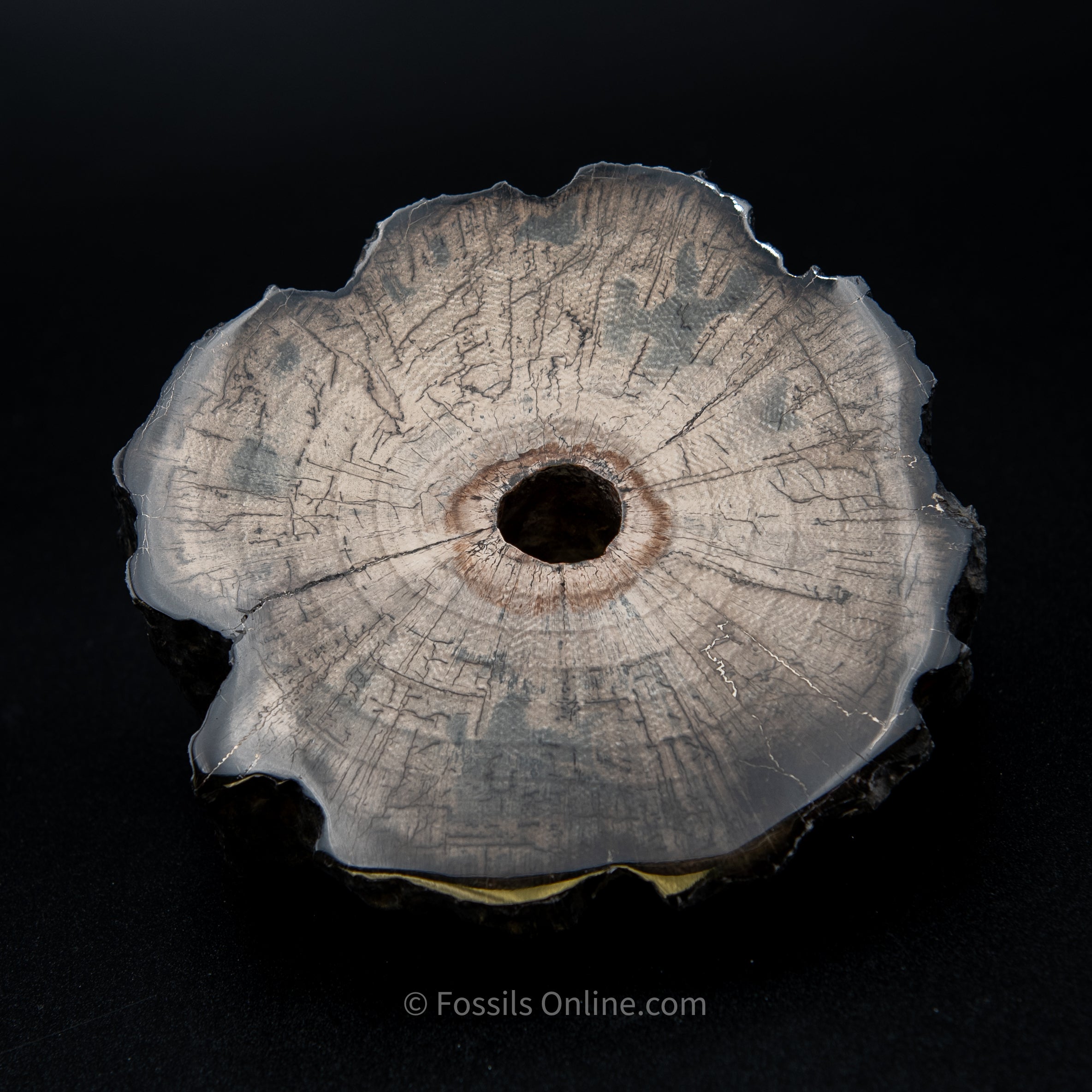 Polished Mammoth Tusk Home Decor Piece
