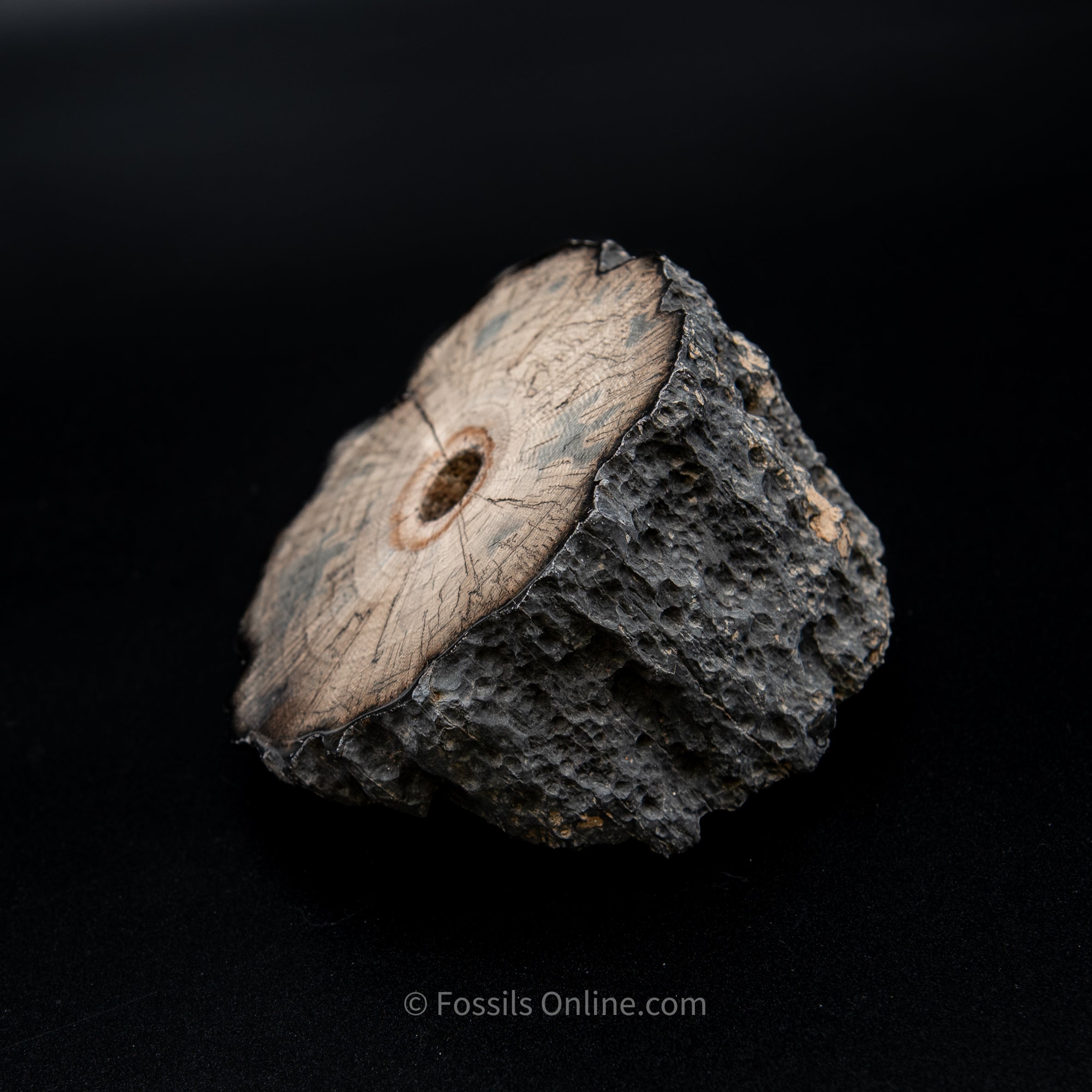 Polished Mammoth Tusk Home Decor Piece