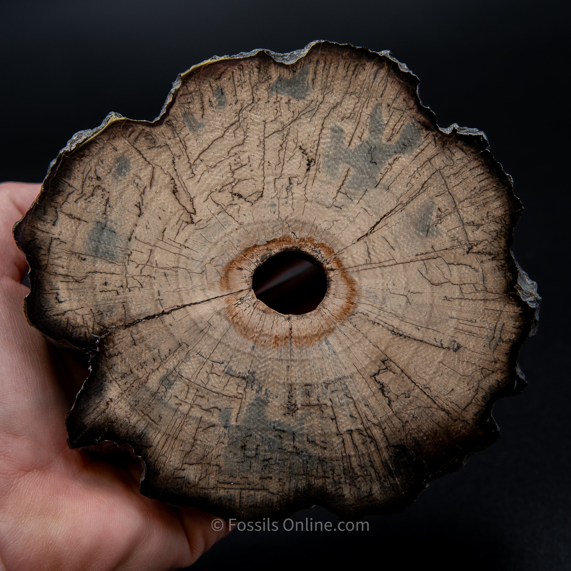 Polished Mammoth Tusk Home Decor Piece