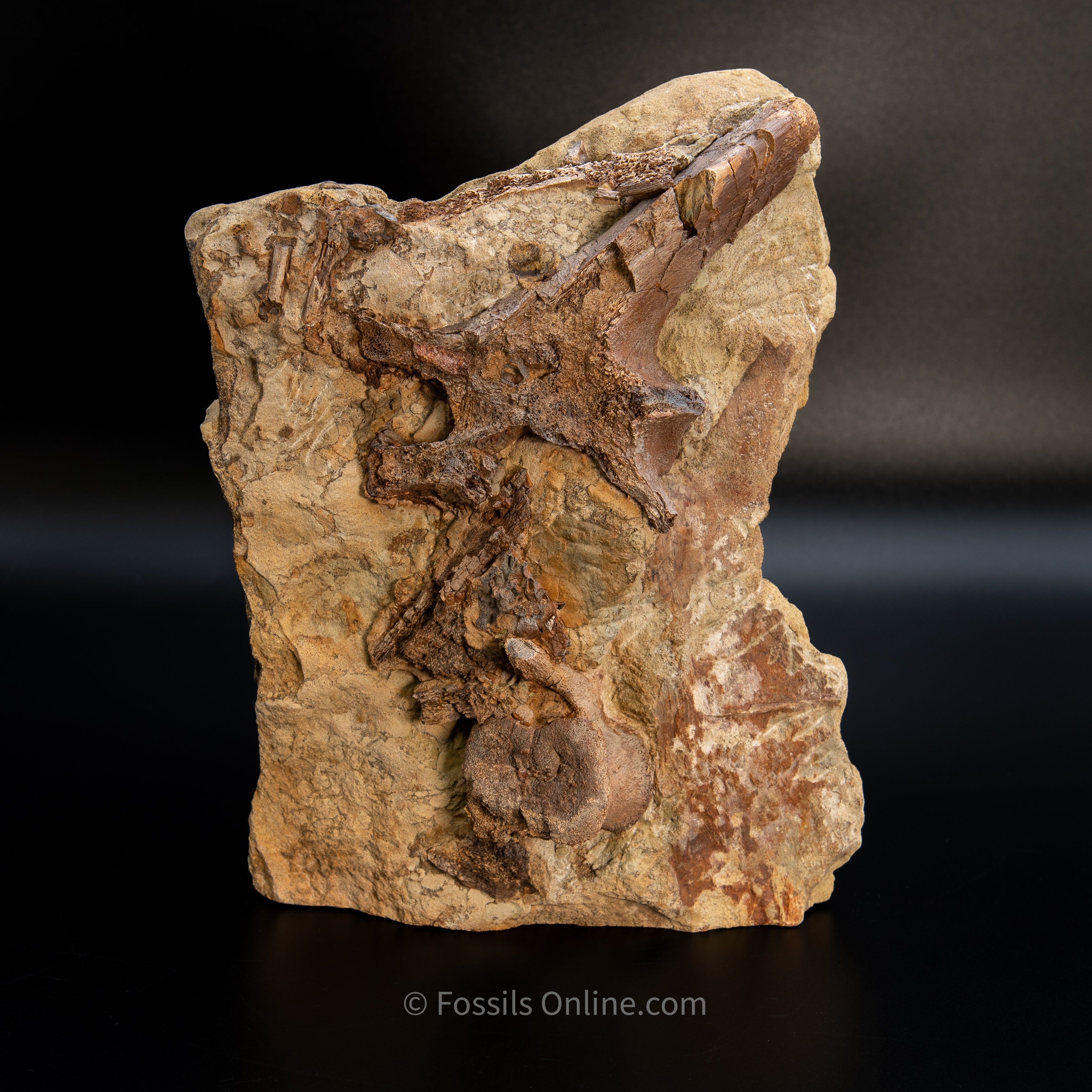 11" Edmontosaurus Vertebrae, Tendons, and Bones in Sandstone Matrix- Wyoming