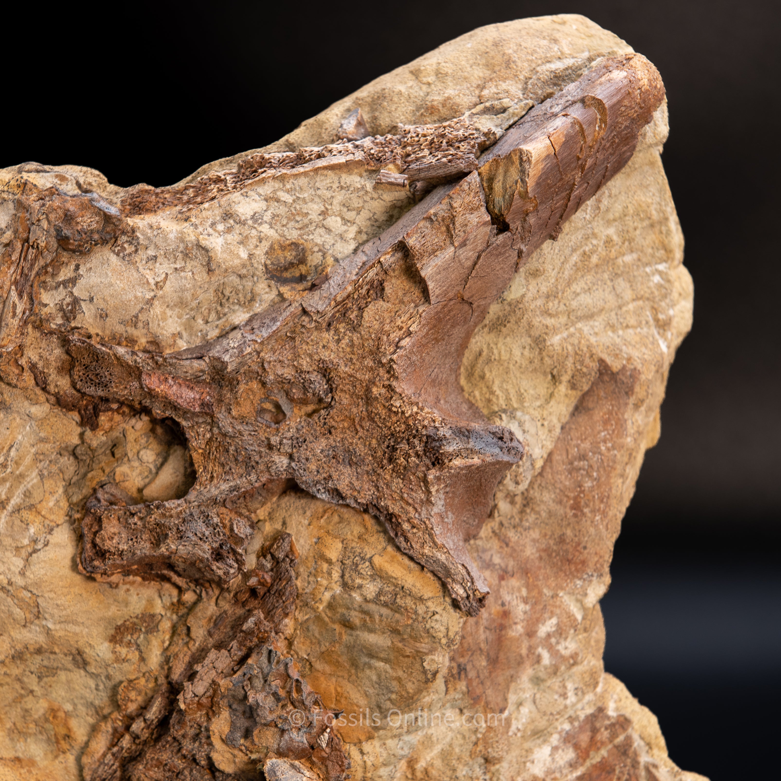 11" Edmontosaurus Vertebrae, Tendons, and Bones in Sandstone Matrix- Wyoming