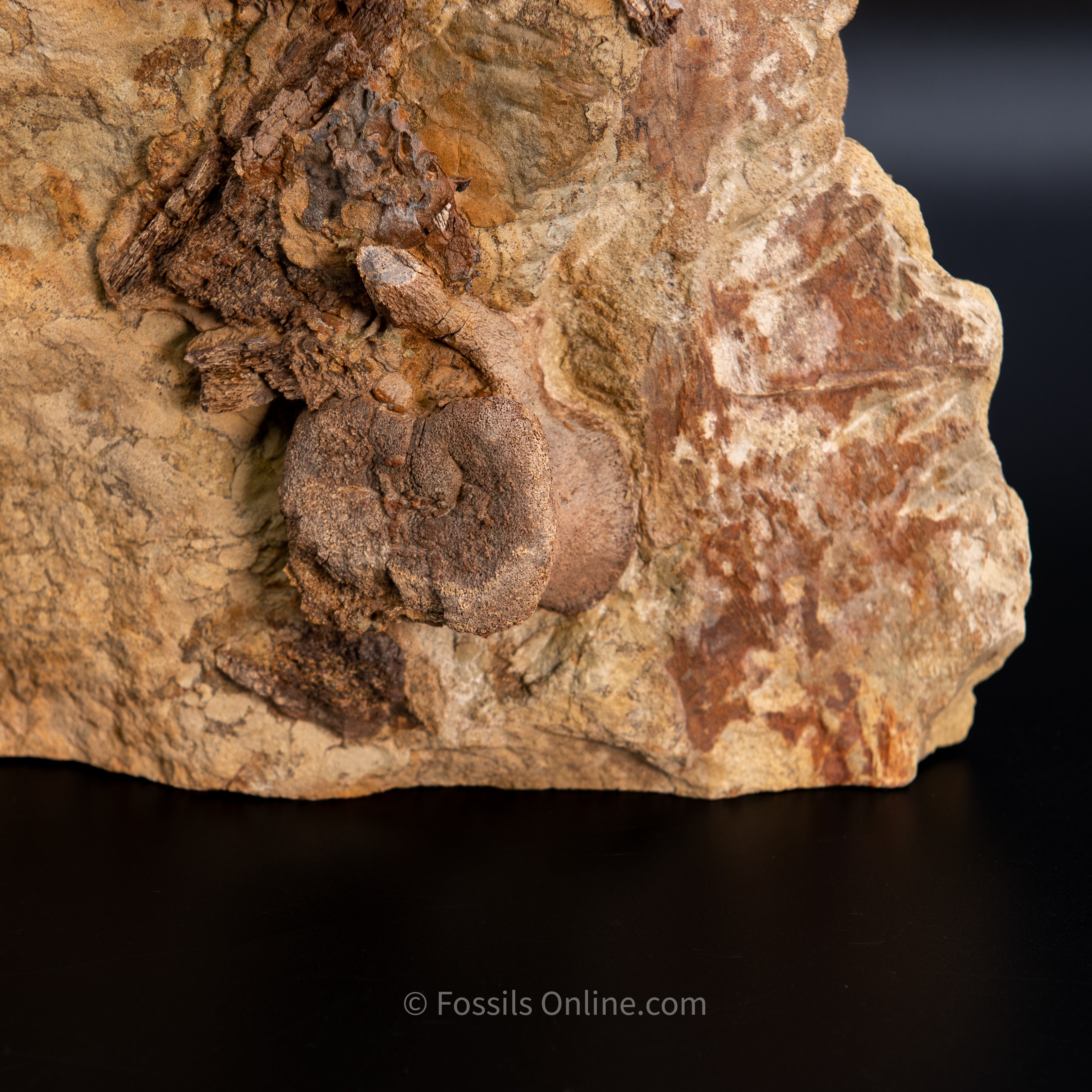 11" Edmontosaurus Vertebrae, Tendons, and Bones in Sandstone Matrix- Wyoming