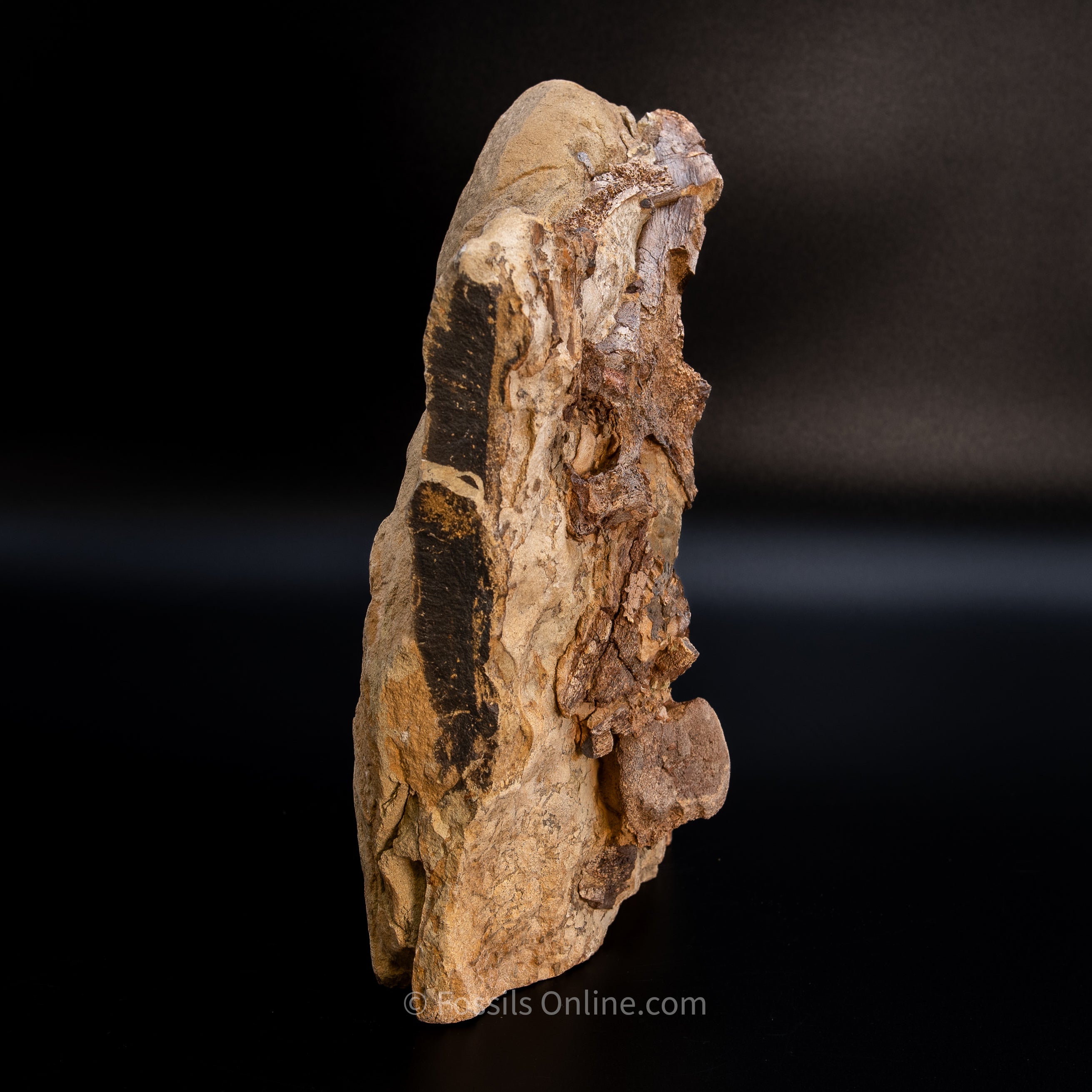 11" Edmontosaurus Vertebrae, Tendons, and Bones in Sandstone Matrix- Wyoming