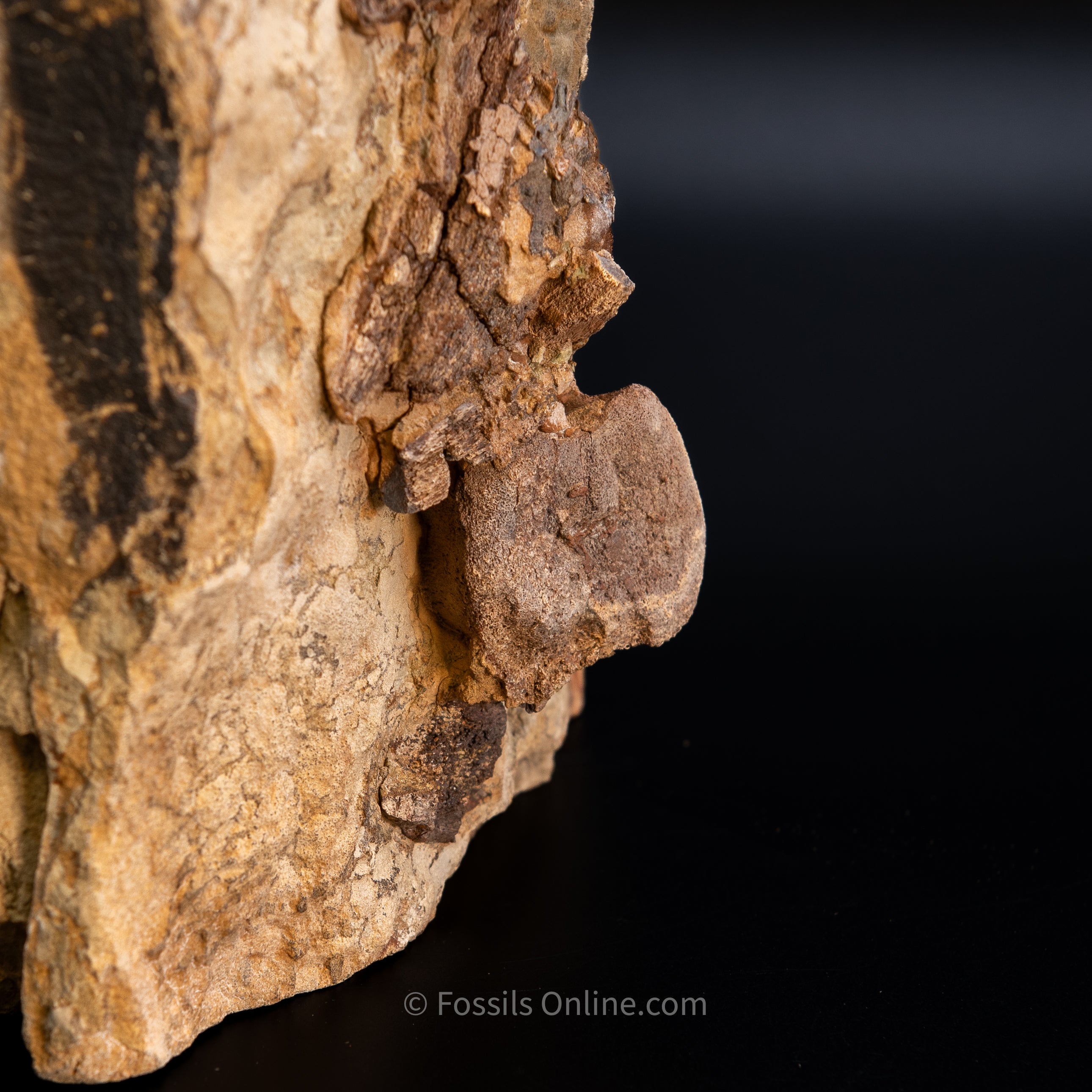 11" Edmontosaurus Vertebrae, Tendons, and Bones in Sandstone Matrix- Wyoming