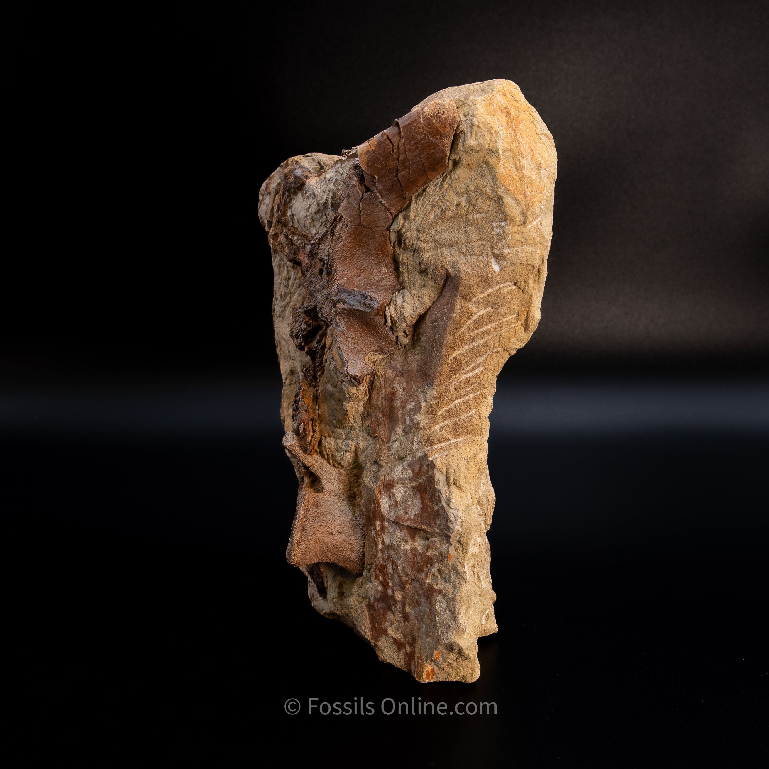 11" Edmontosaurus Vertebrae, Tendons, and Bones in Sandstone Matrix- Wyoming