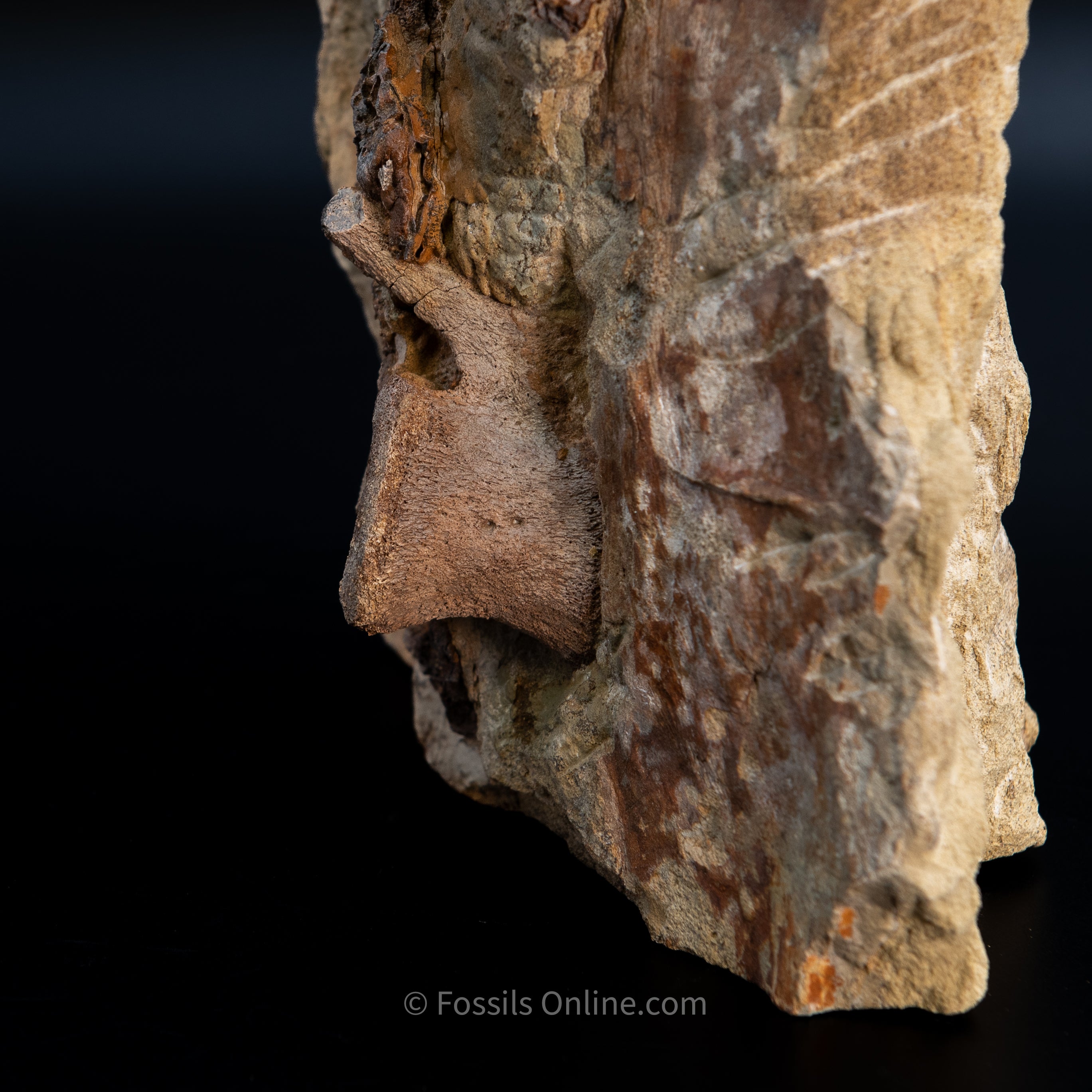 11" Edmontosaurus Vertebrae, Tendons, and Bones in Sandstone Matrix- Wyoming