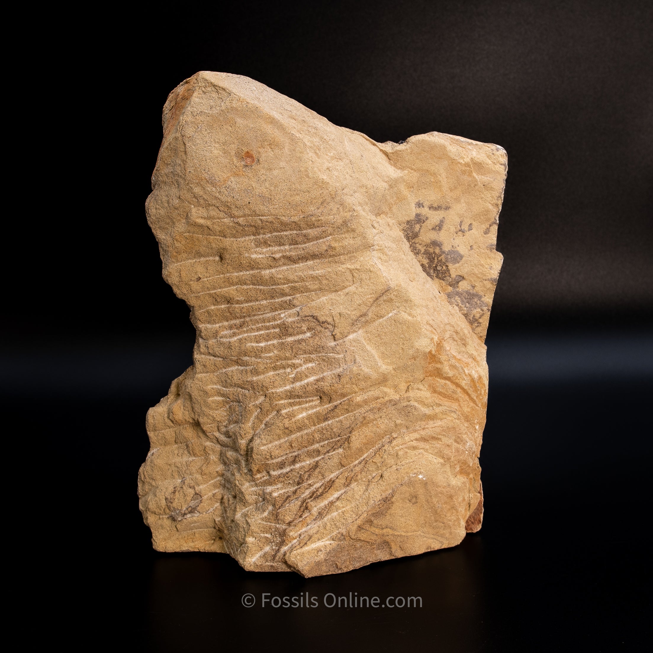 11" Edmontosaurus Vertebrae, Tendons, and Bones in Sandstone Matrix- Wyoming