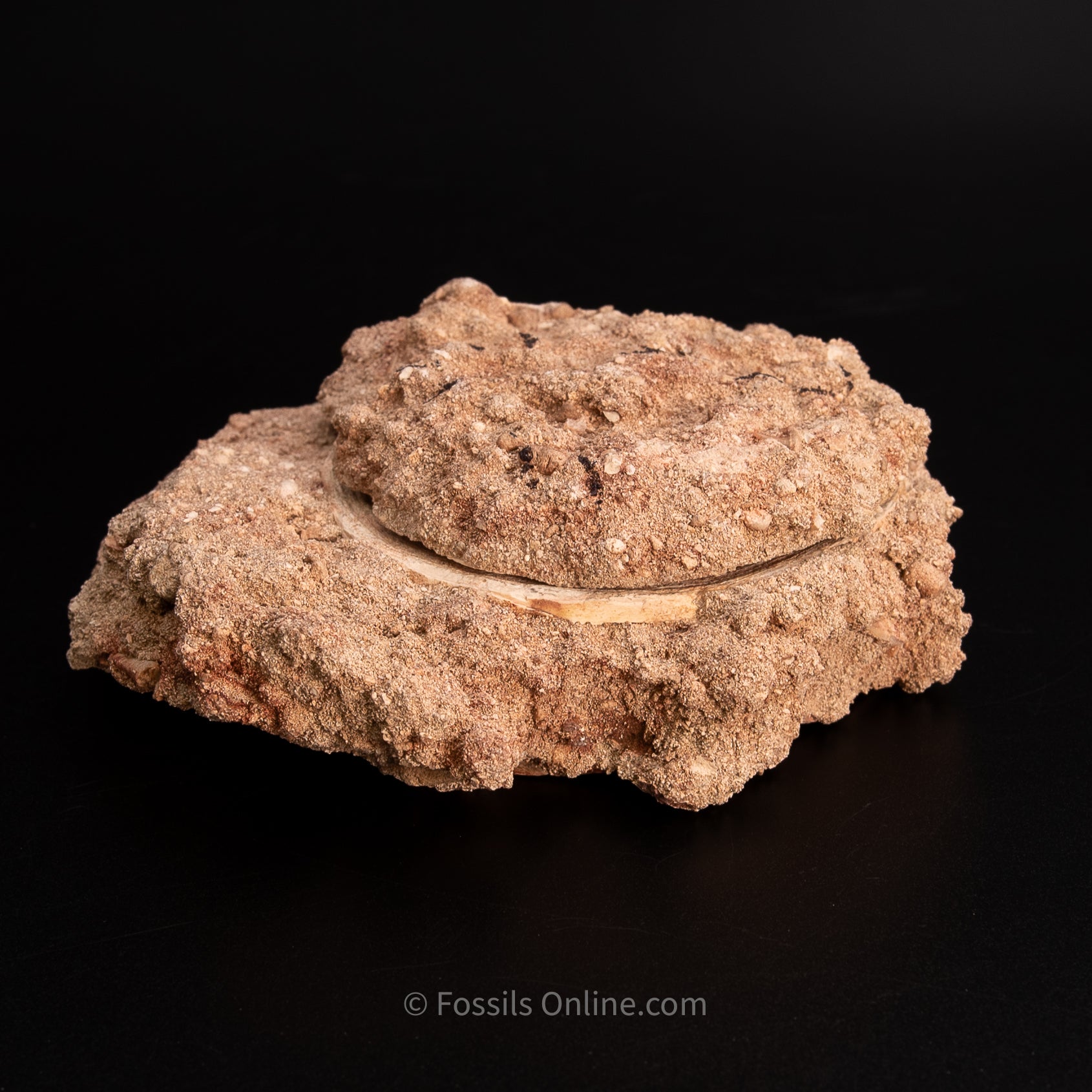 Otodus Vertebrae in Original Matrix